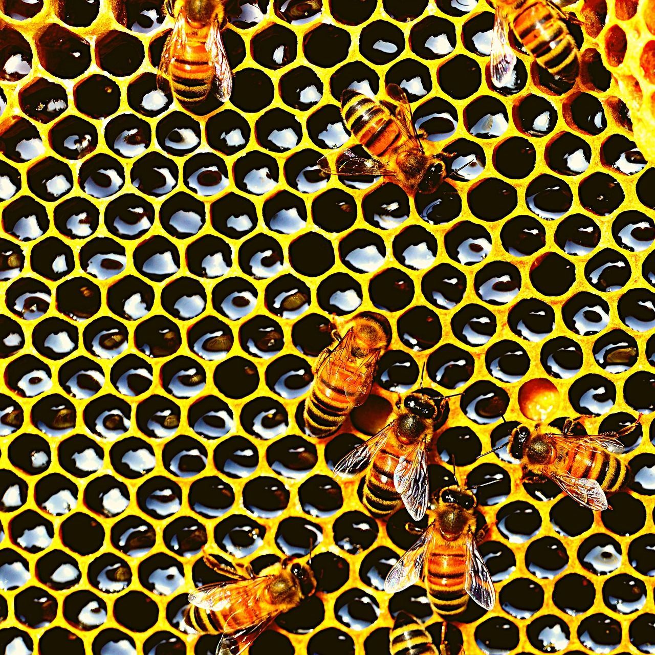 1280x1280 Trypophobia Fear Of Holes photo