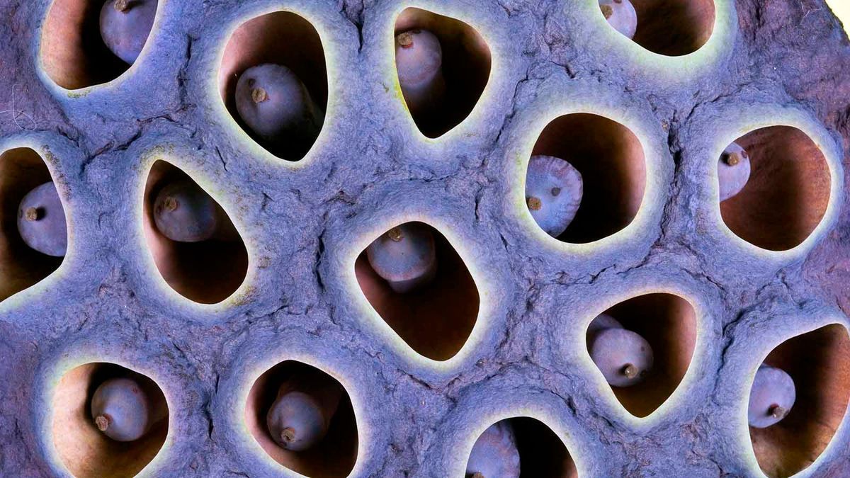 1200x675 With Trypophobia Horrified By Holes