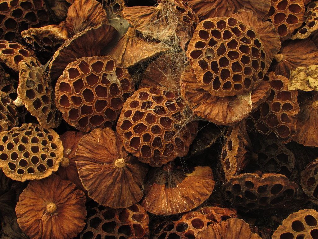 1024x768 Trypophobia is the alleged pathological