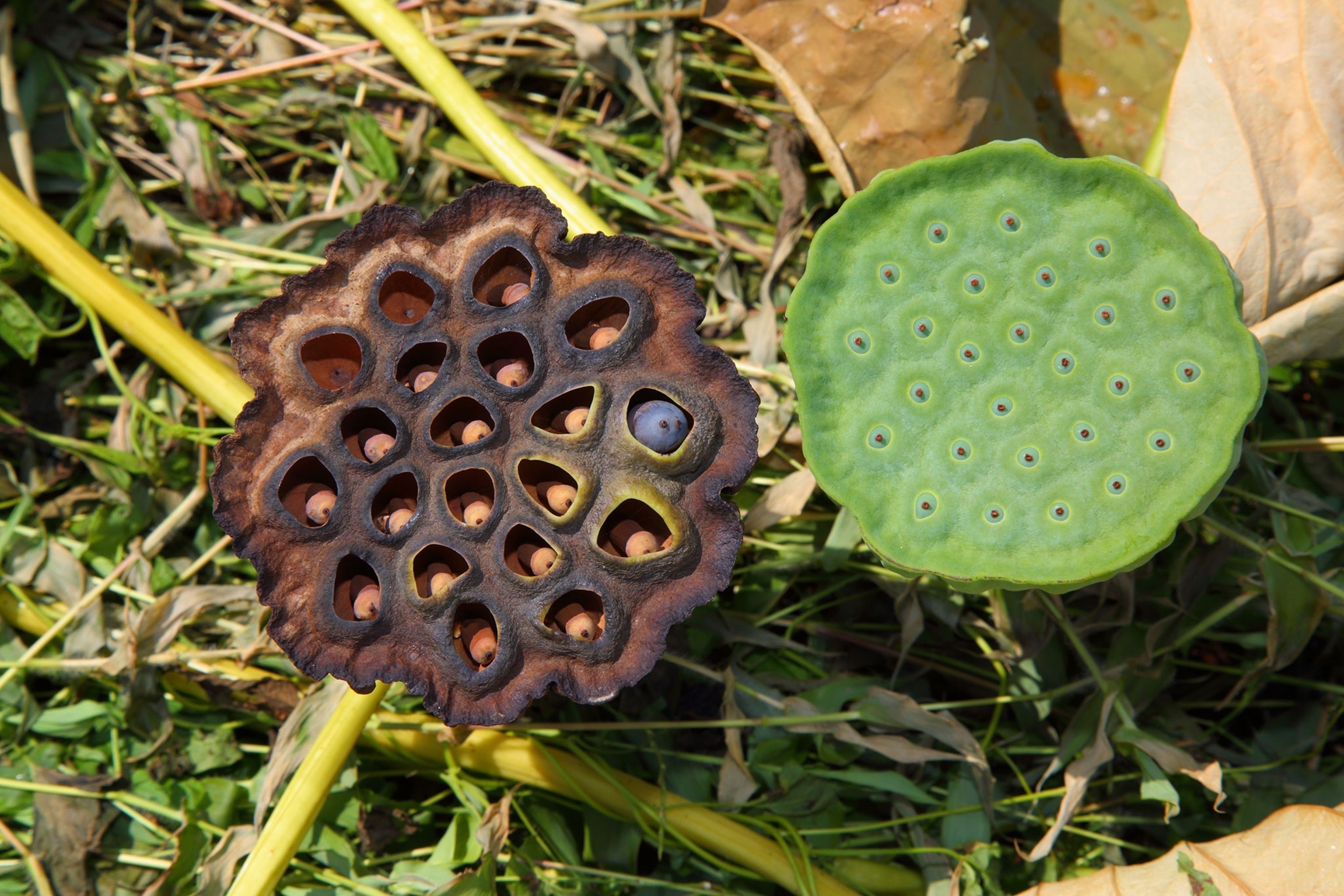 3072x2048 If you're disgusted by small holes, you