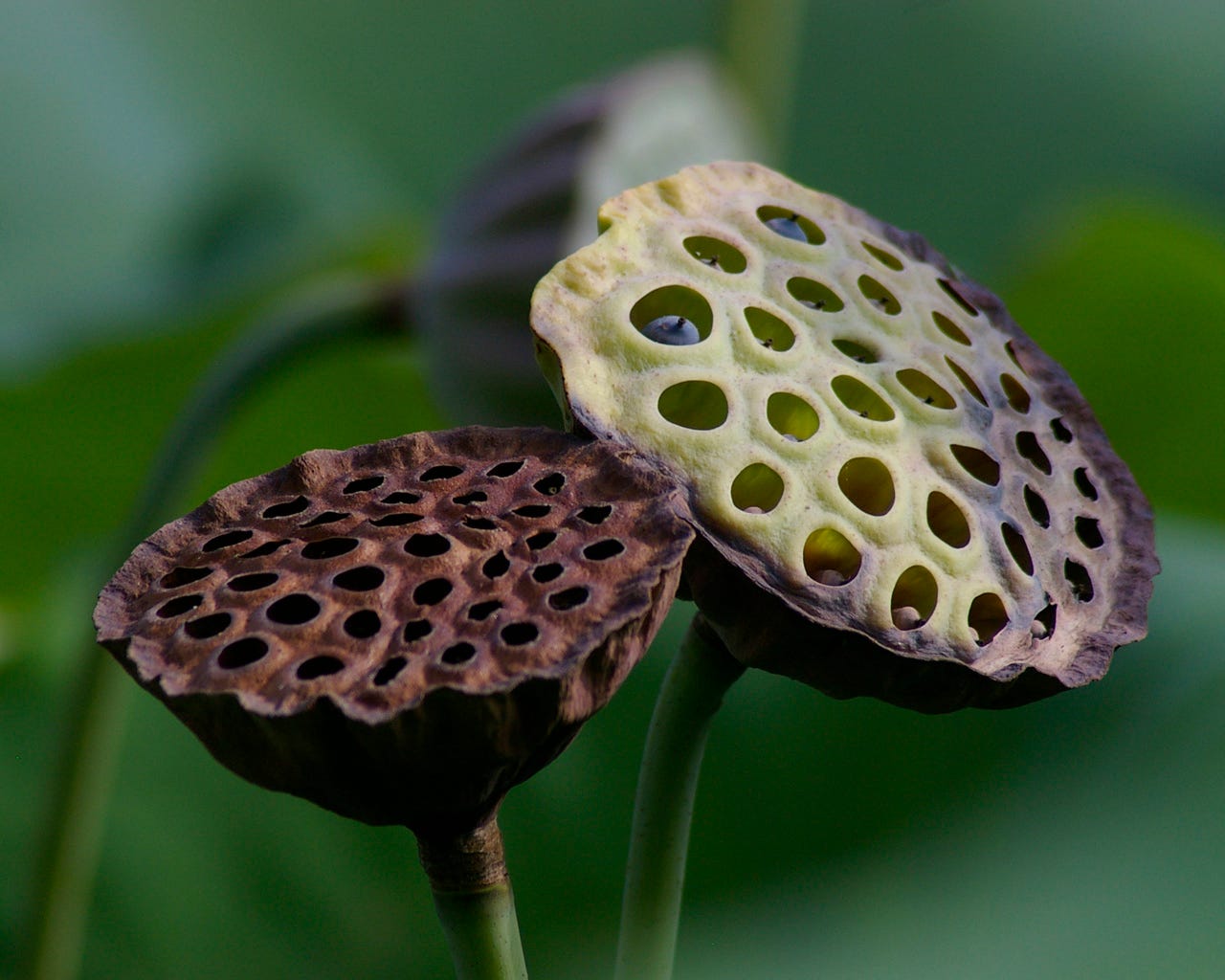 1280x1024 Trypophobia Is A Fear Of Holes & You
