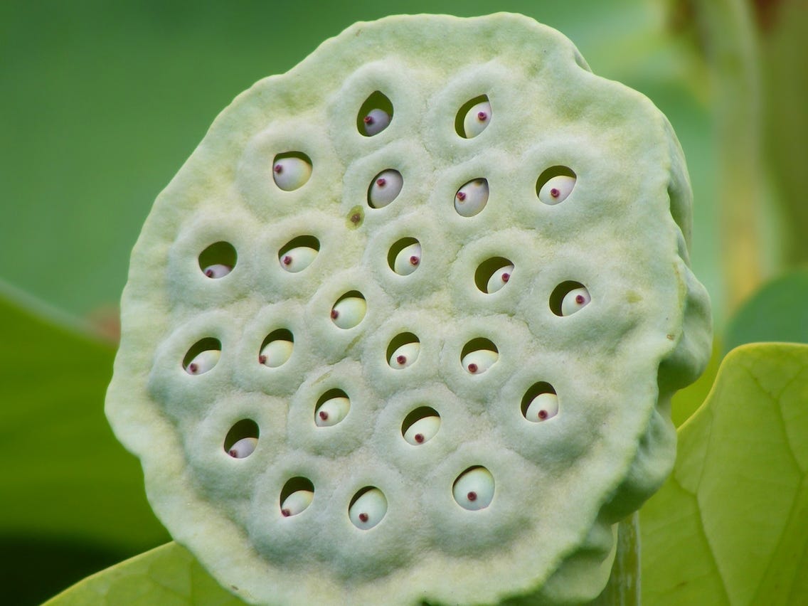 1136x852 The Science of Trypophobia: a Fear
