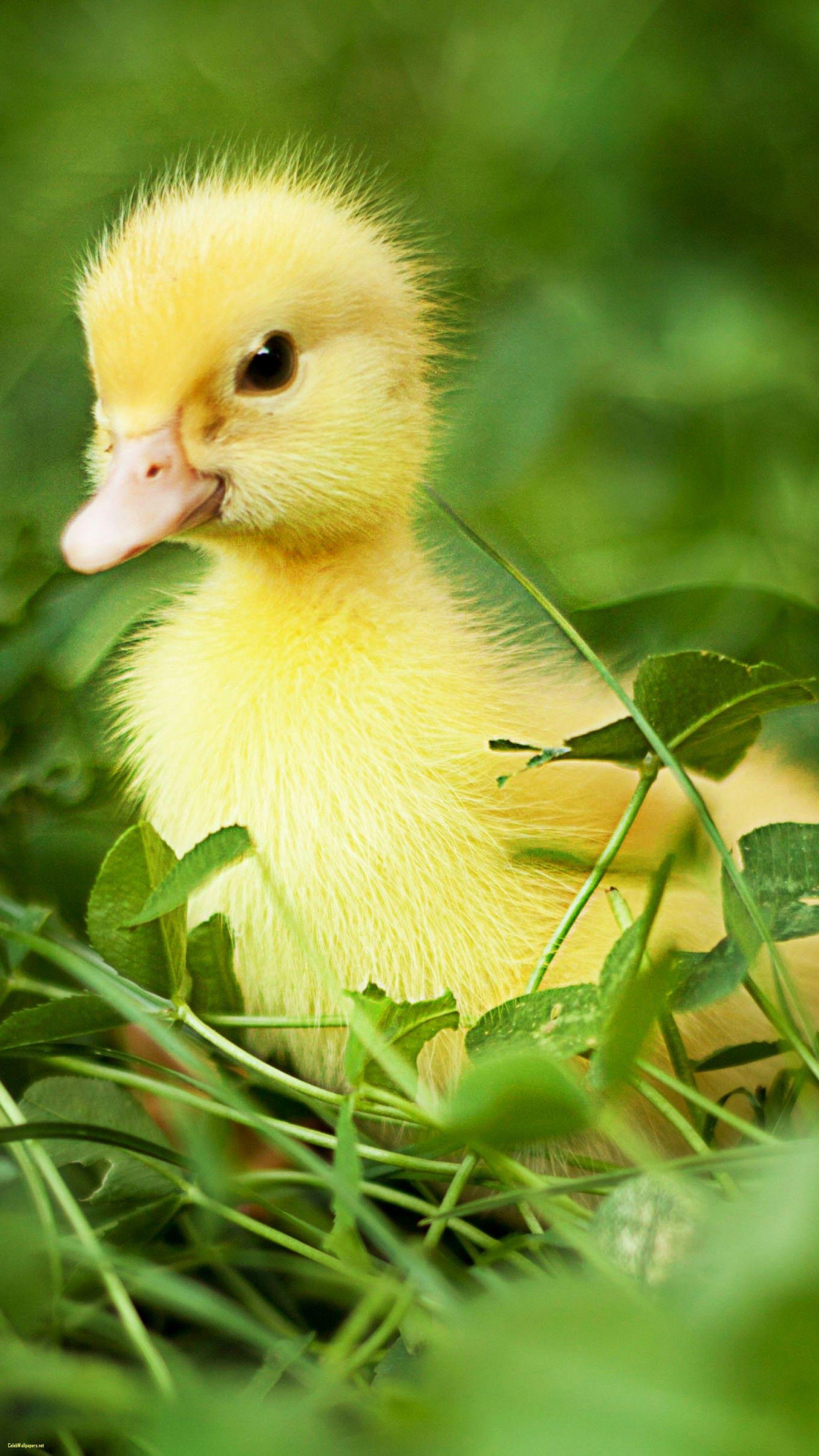 Download Cute Duck Wallpapers - Top Free Cute Duck Backgrounds ...