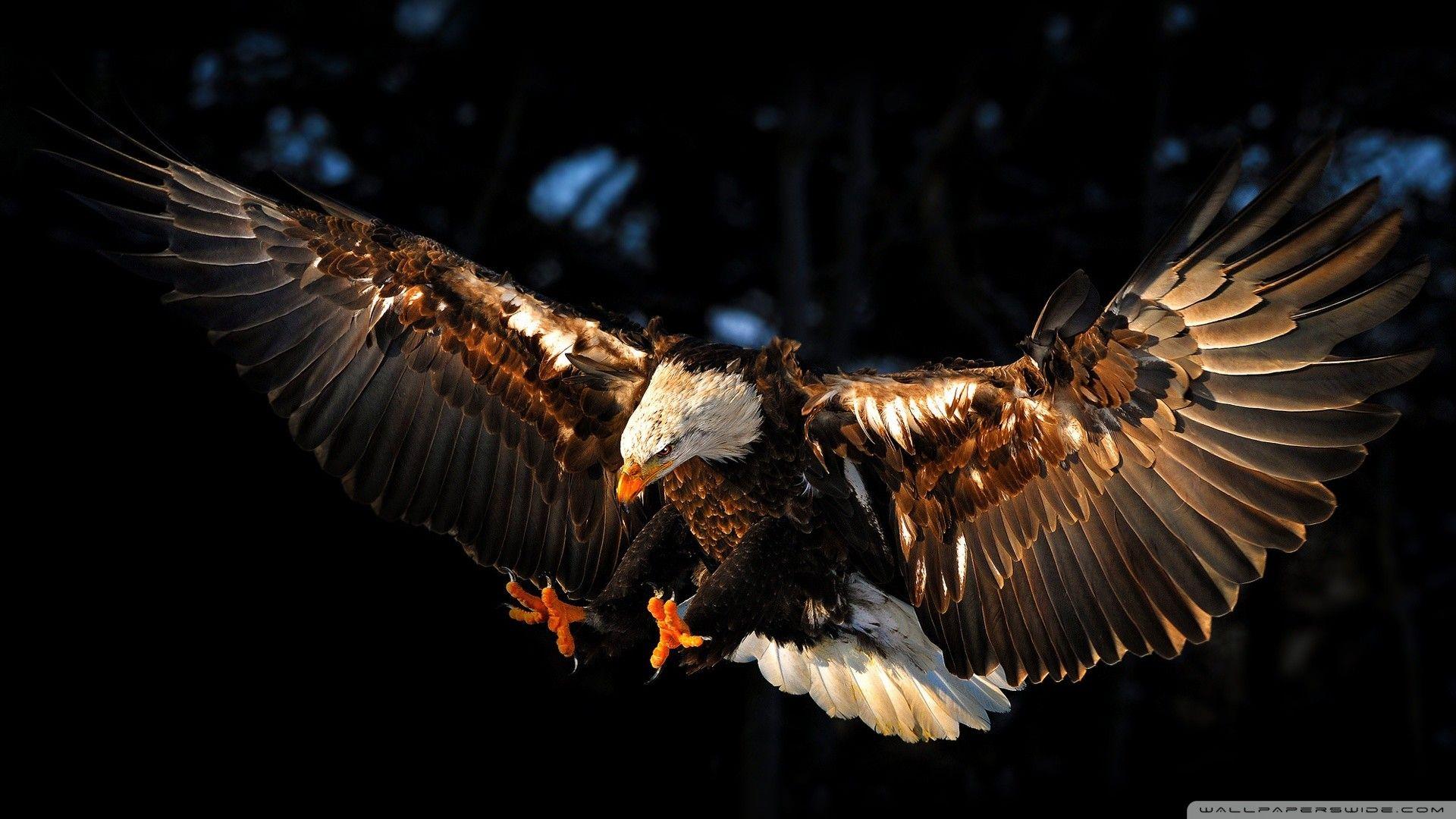 Hawk Wallpapers - Top Free Hawk Backgrounds - WallpaperAccess