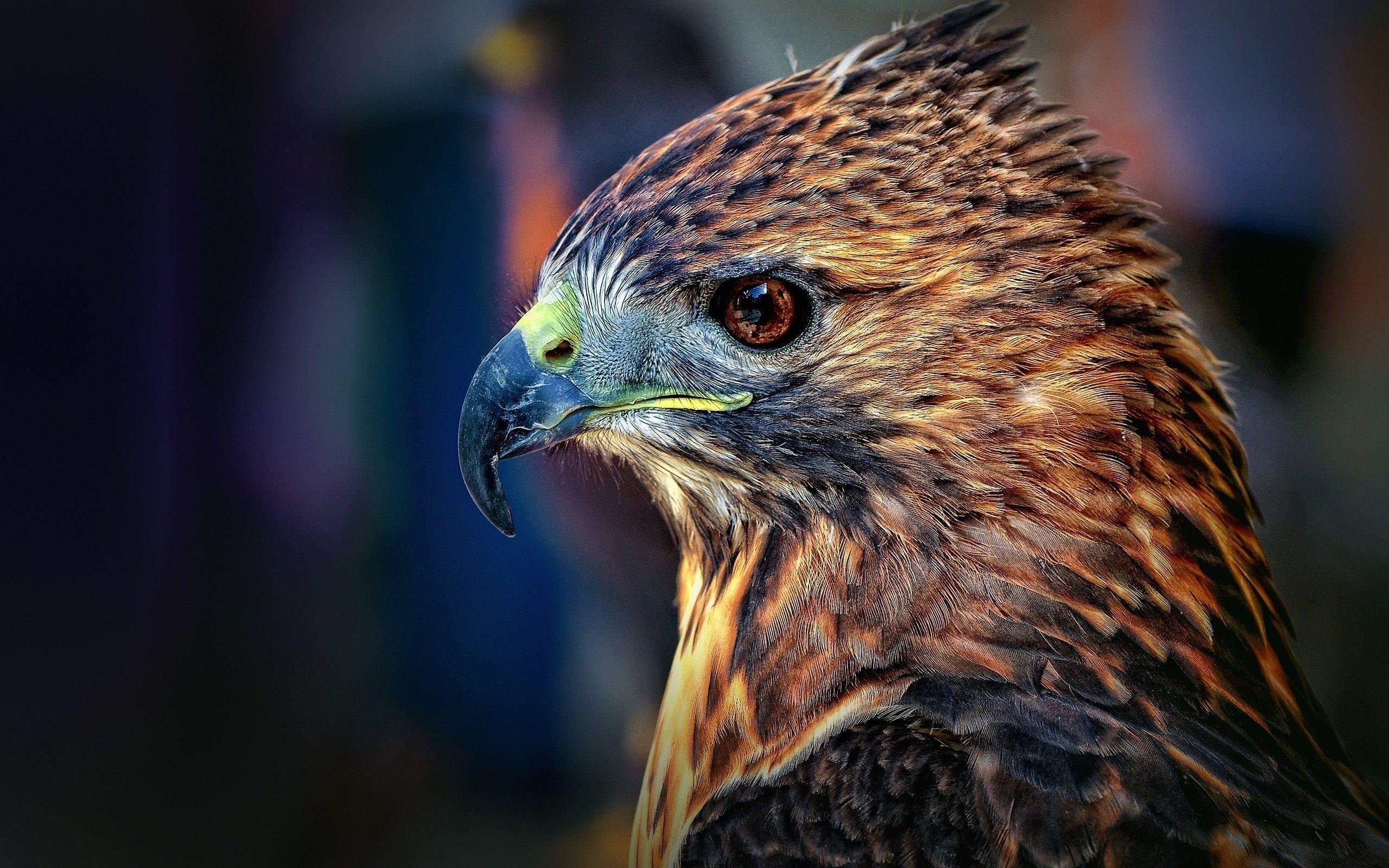 Hawk Wallpapers - Top Free Hawk Backgrounds - WallpaperAccess