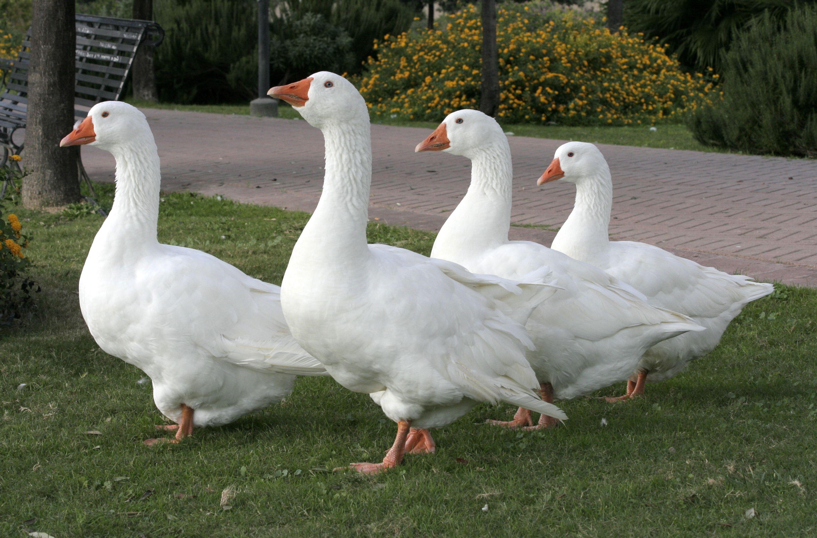 Geese Wallpapers - Top Free Geese Backgrounds - WallpaperAccess