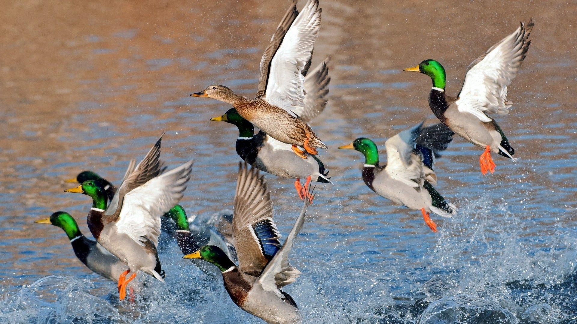 1920x1080 Mallard Wallpaper