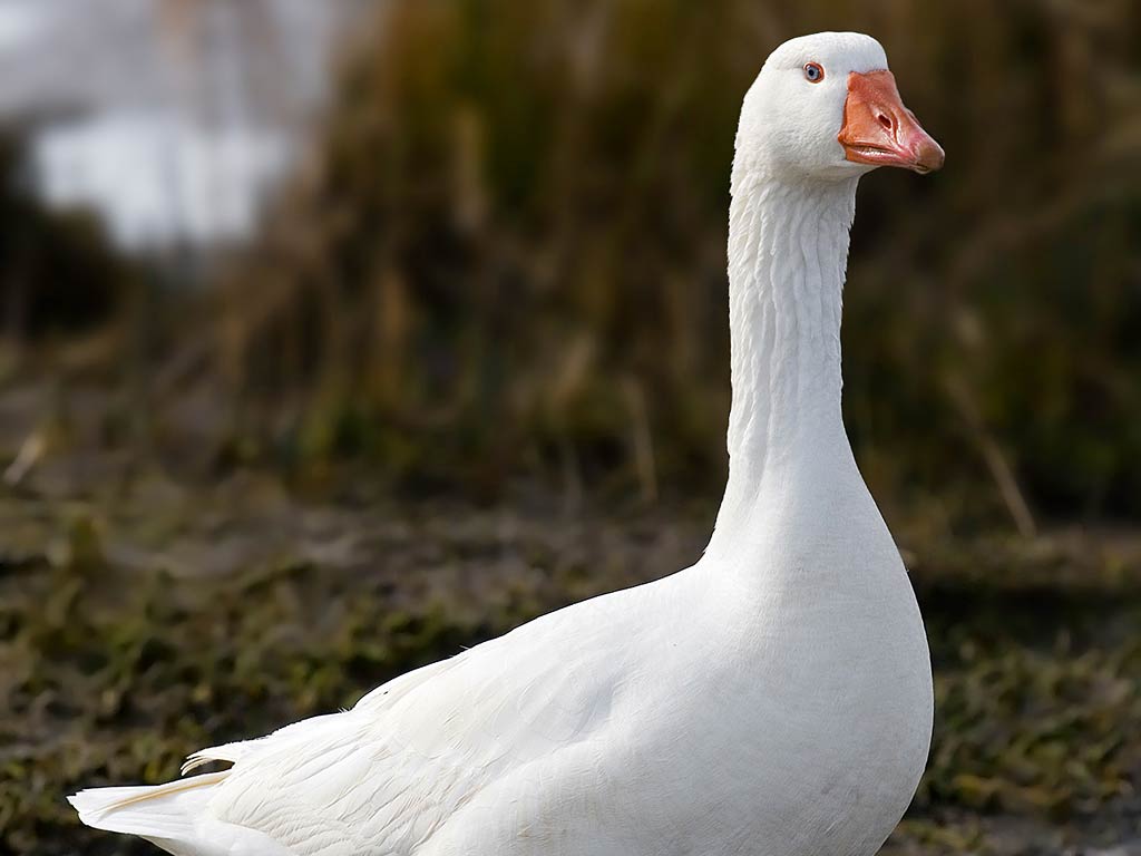 1024x768 Goose Wallpaper 2 X 768