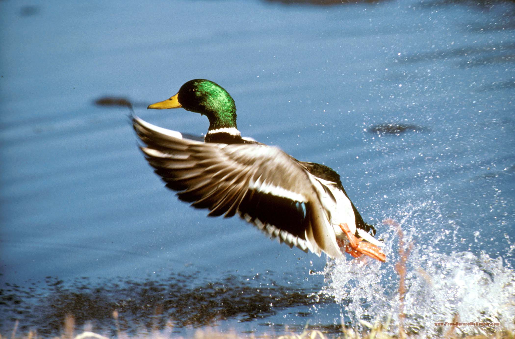 2100x1382 Mallard Wallpaper 2 X 1382