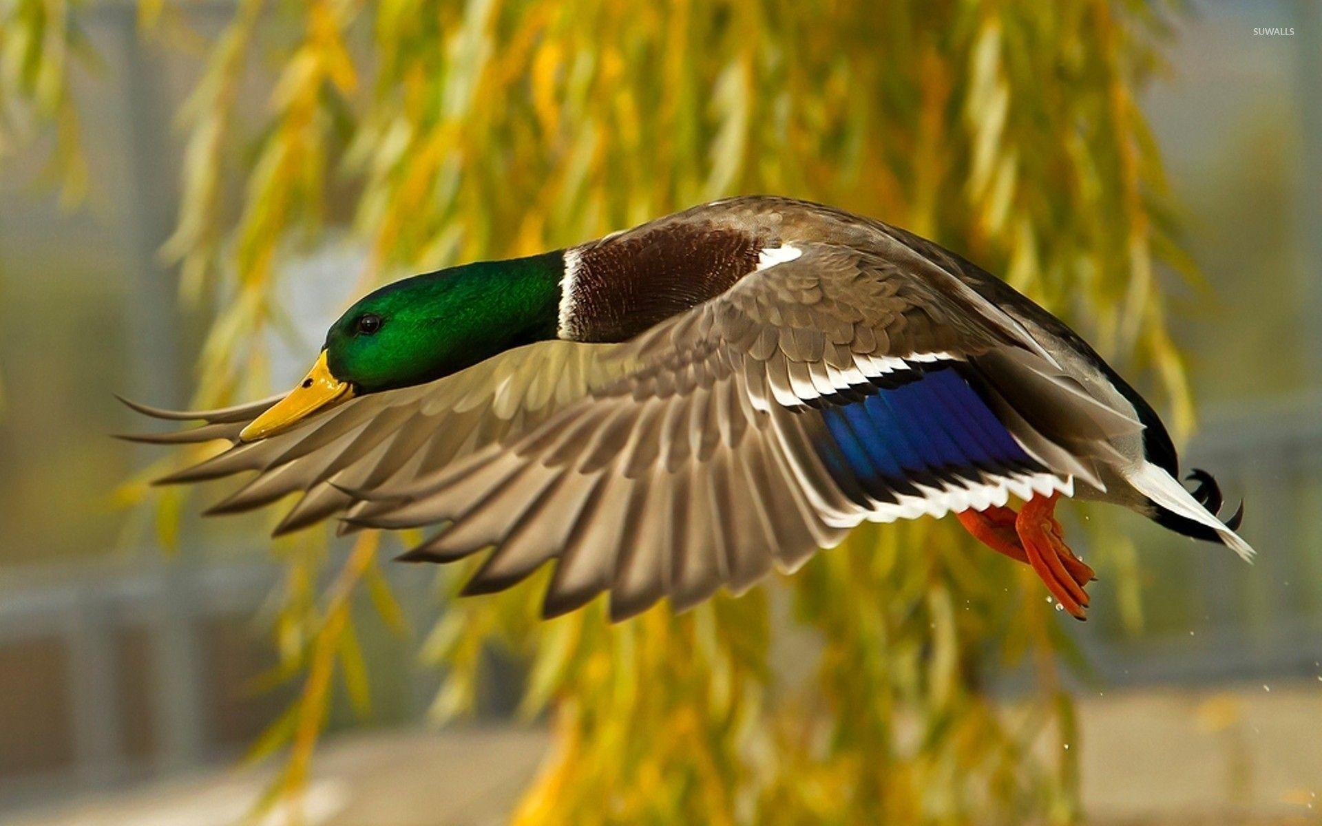 1920x1200 Mallard wallpaper wallpaper