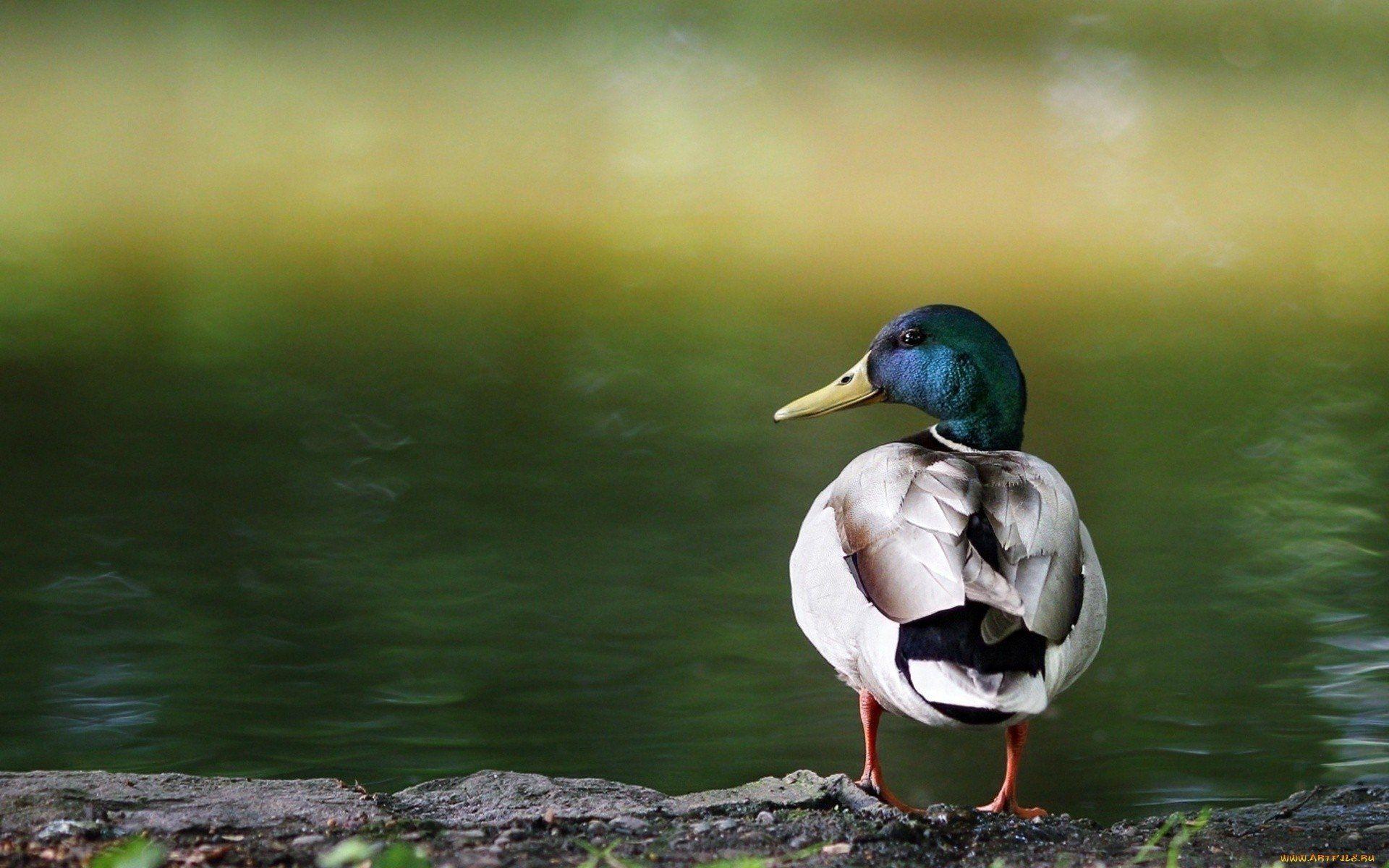 1920x1200 Mallard HD Wallpaper and Background Image