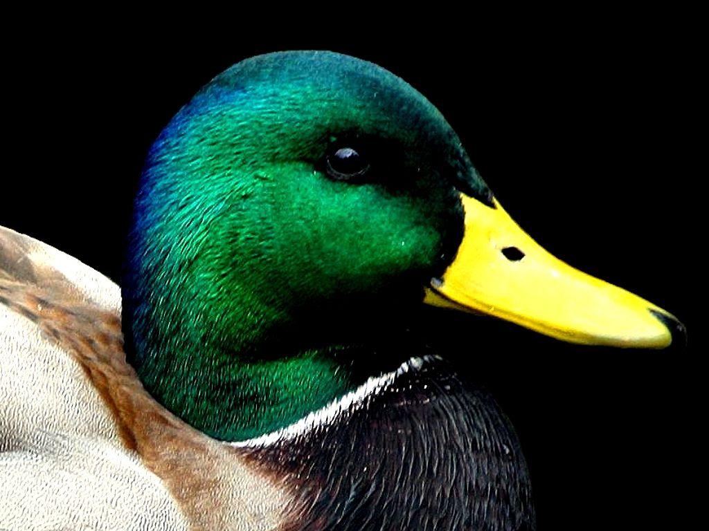 1024x768 Mallard Wallpaper 9 X 768