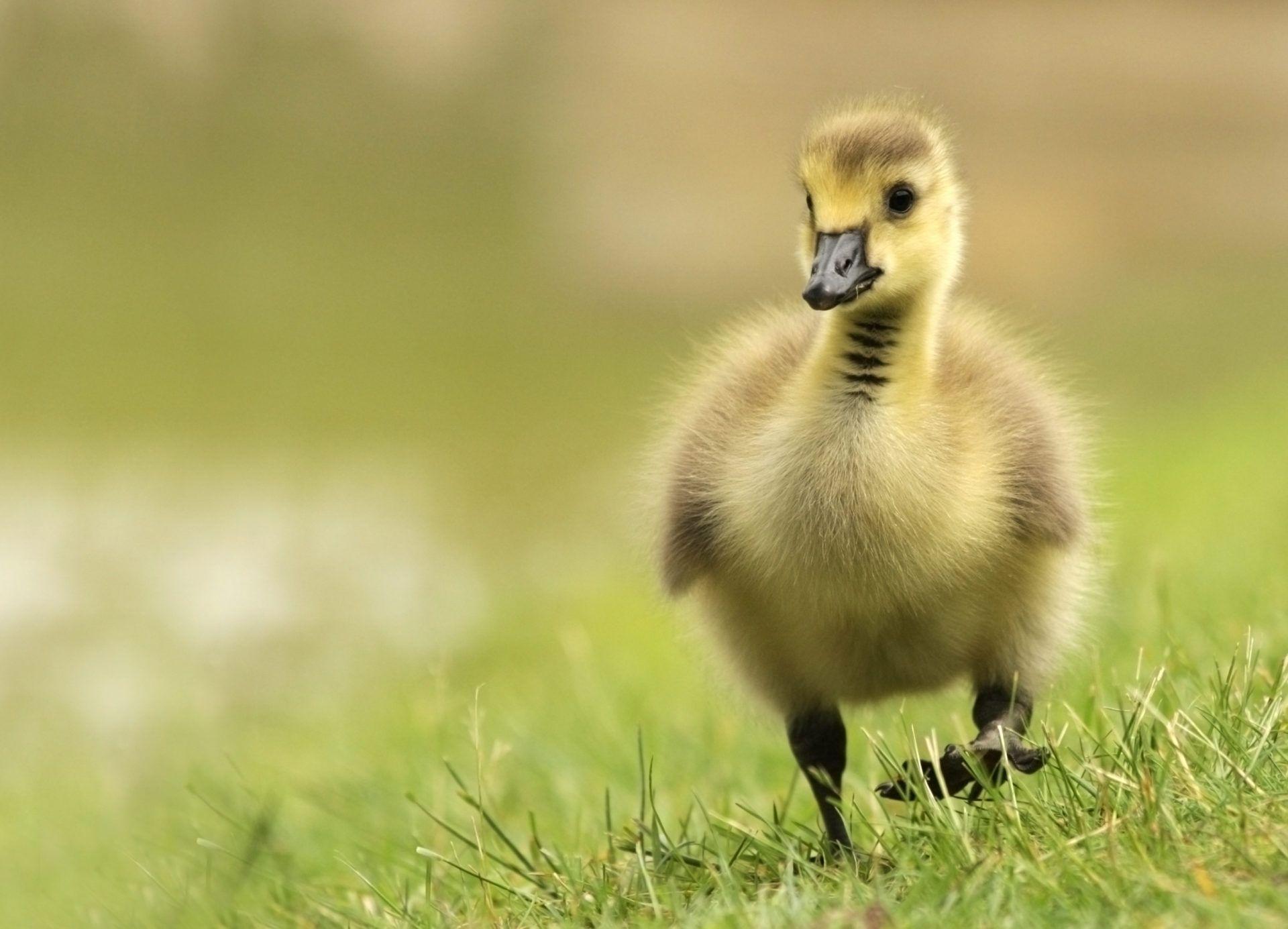 desktop goose on iphone