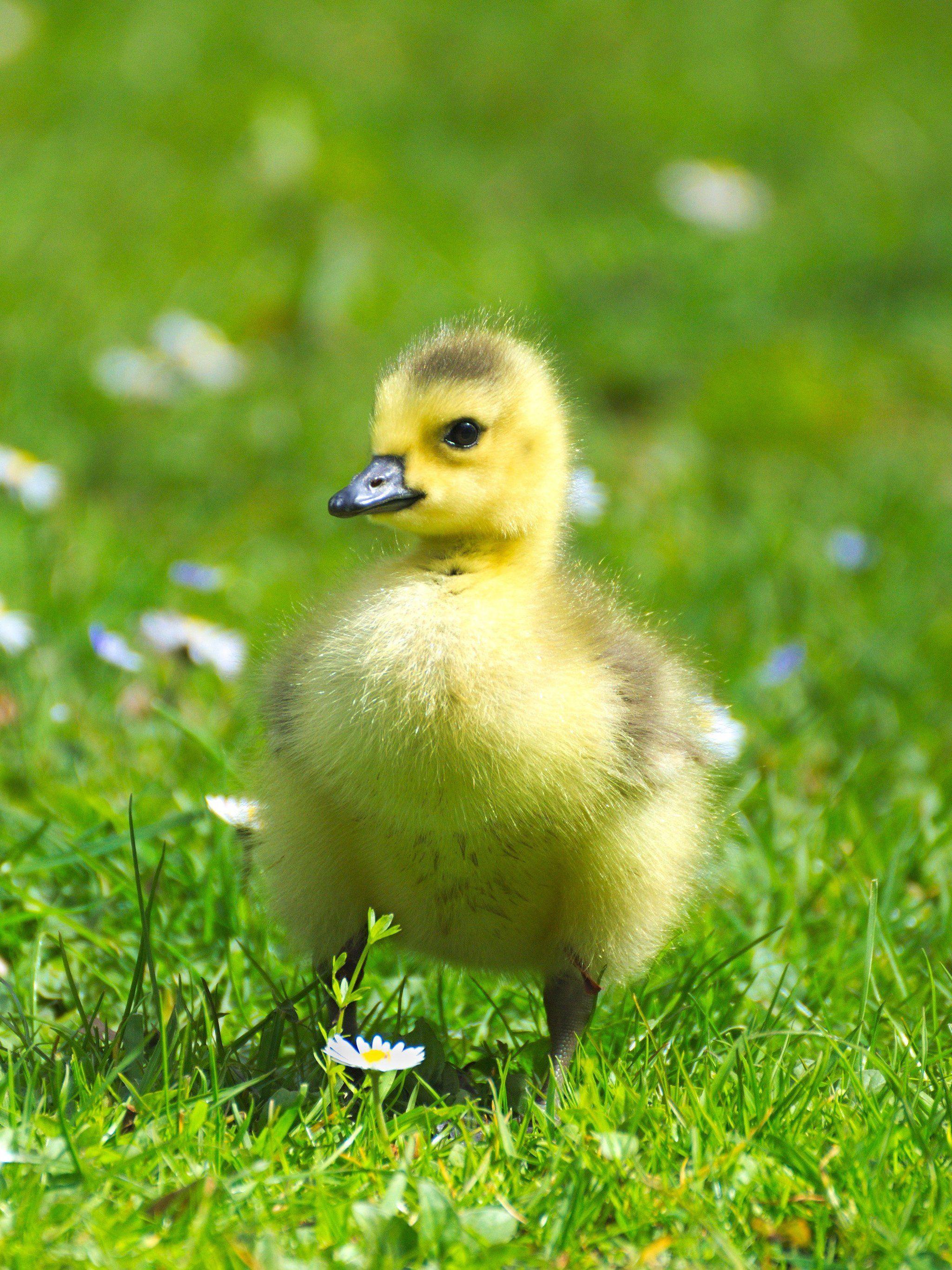 desktop goose