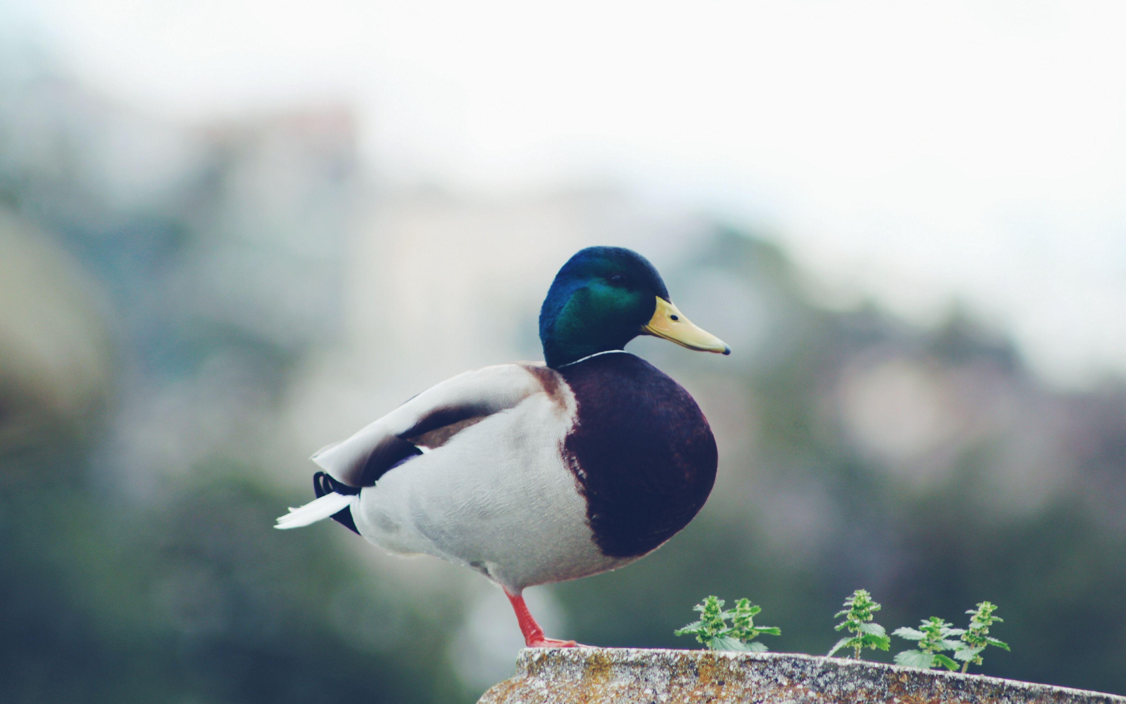 3840x2400 Download wallpaper 3840x2400 mallard, duck, bird 4k ultra HD