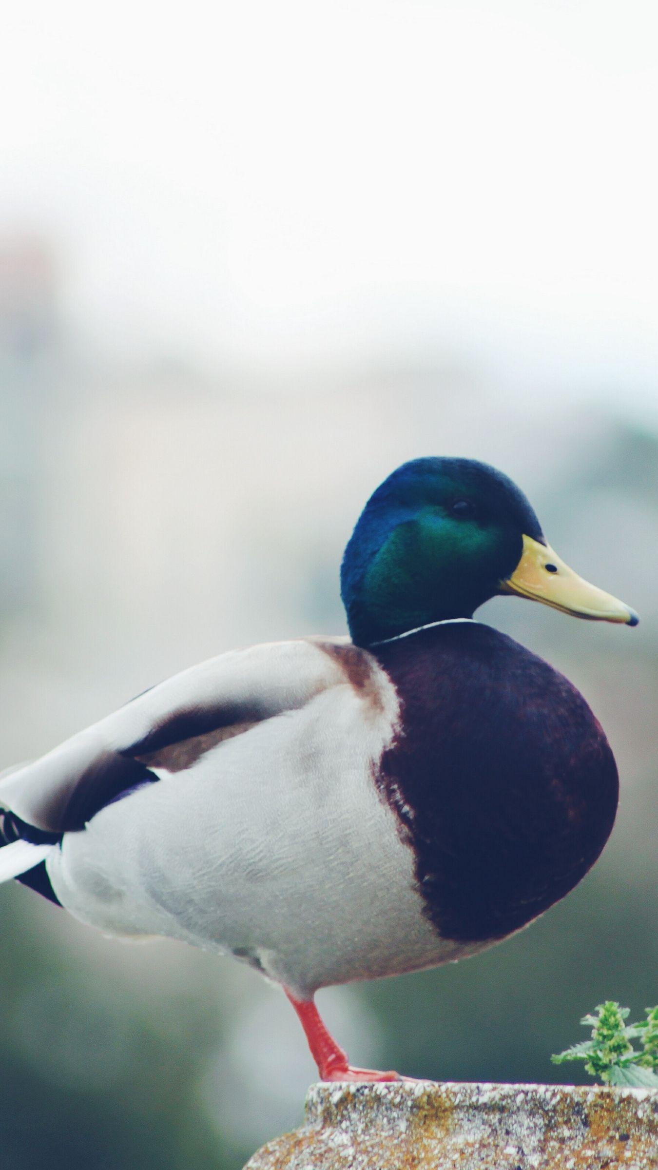 1350x2400 Download wallpaper 1350x2400 mallard, duck, bird iphone
