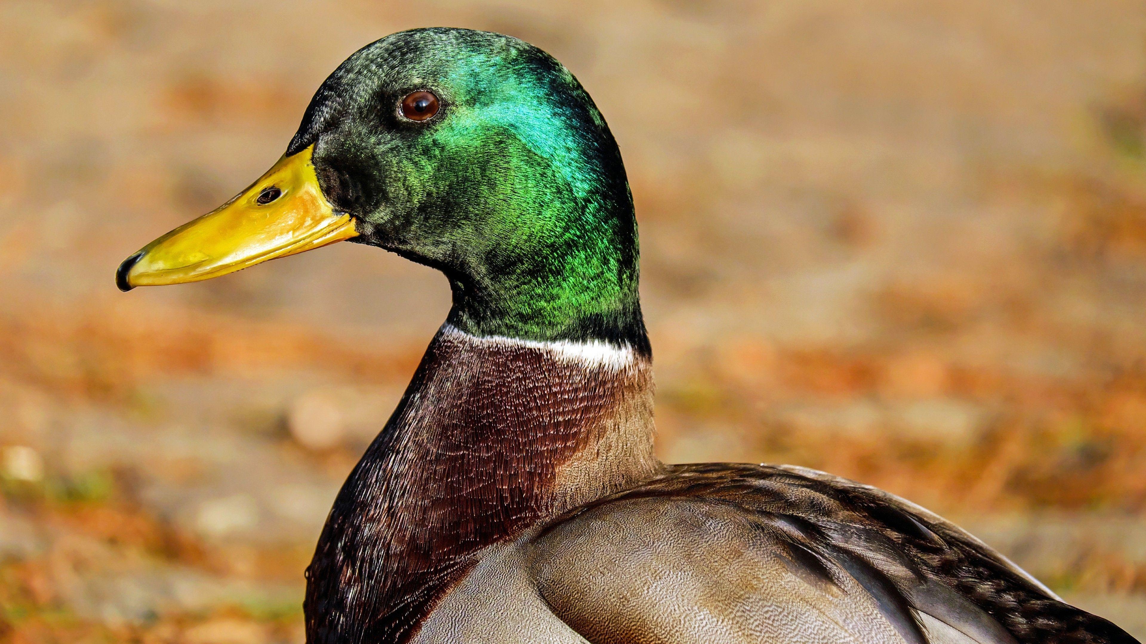 3840x2160 Mallard Duck Wallpaper
