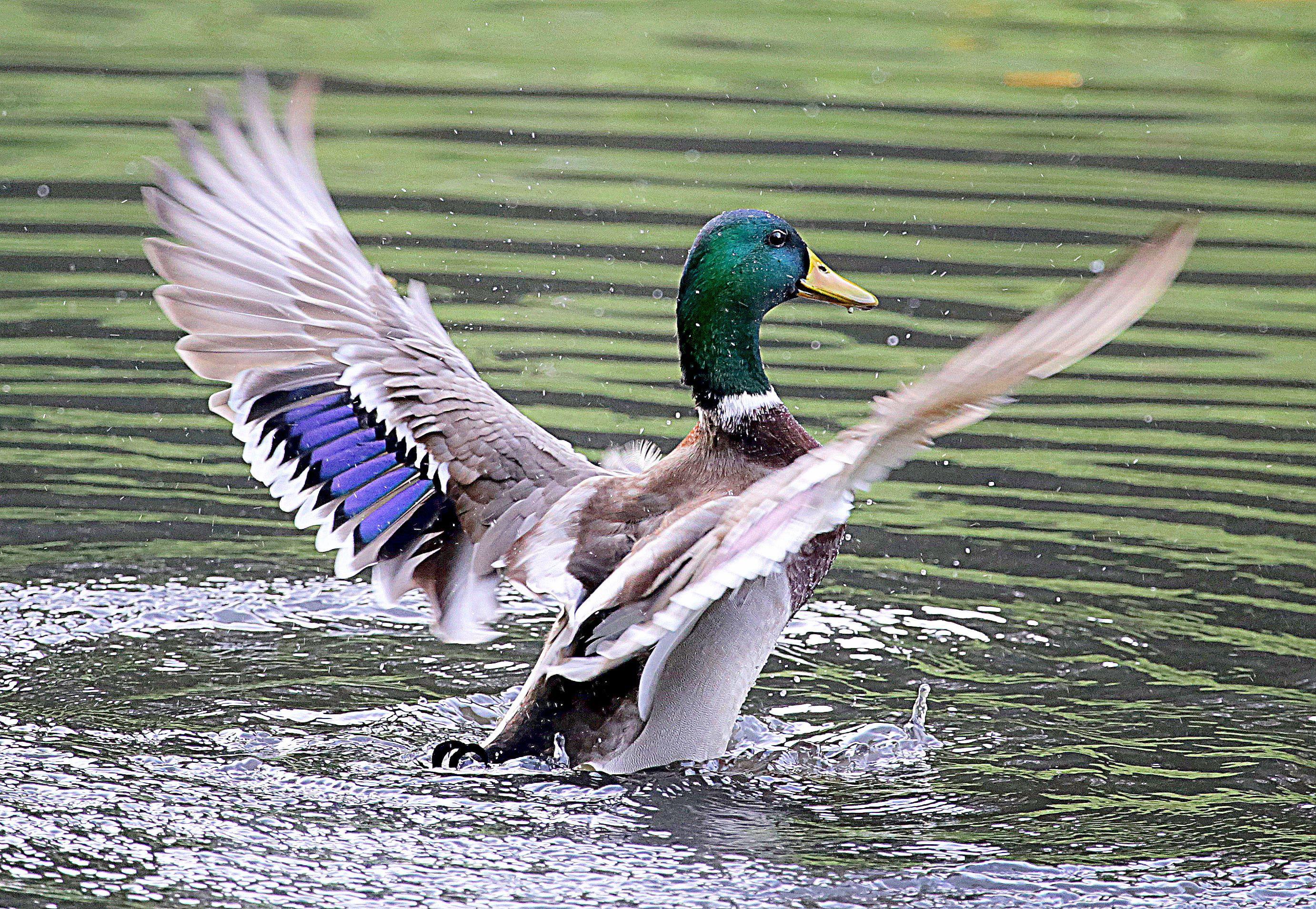 2763x1909 Mallard duck flapping its wings on water, ducks HD wallpaper