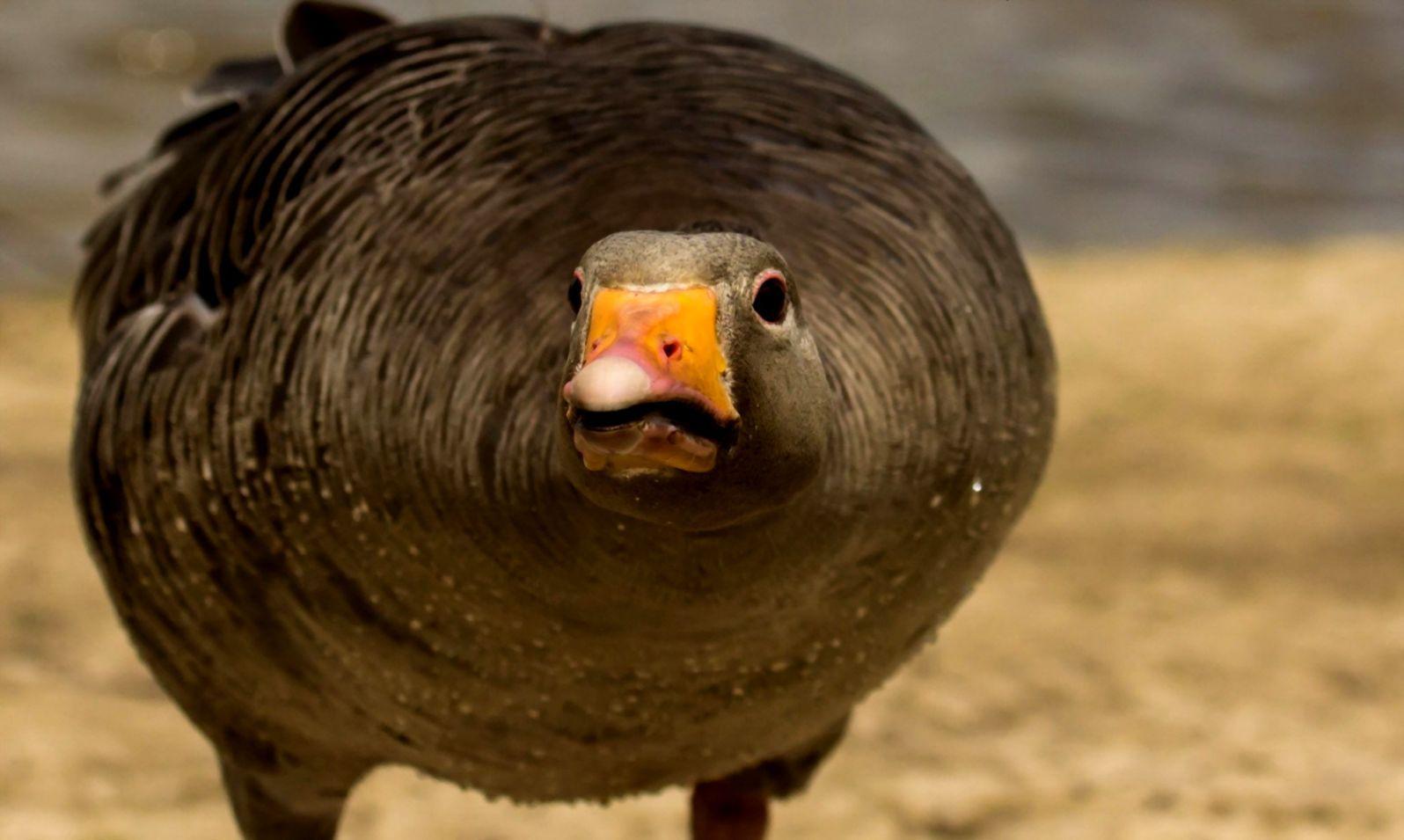 1596x955 Greylag Geese Bird HD Wallpaper