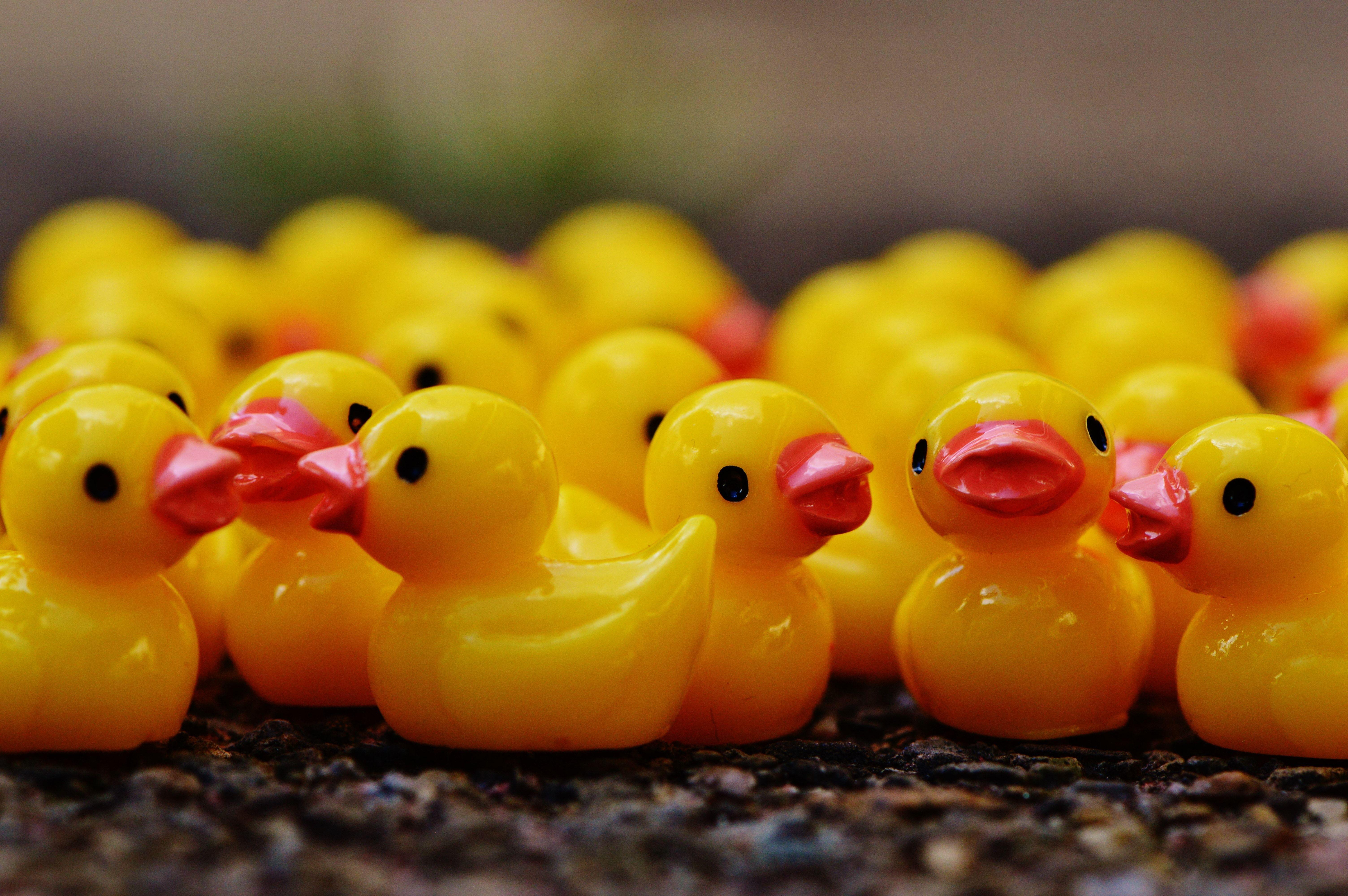 6016x4000 rubber duck lot free image