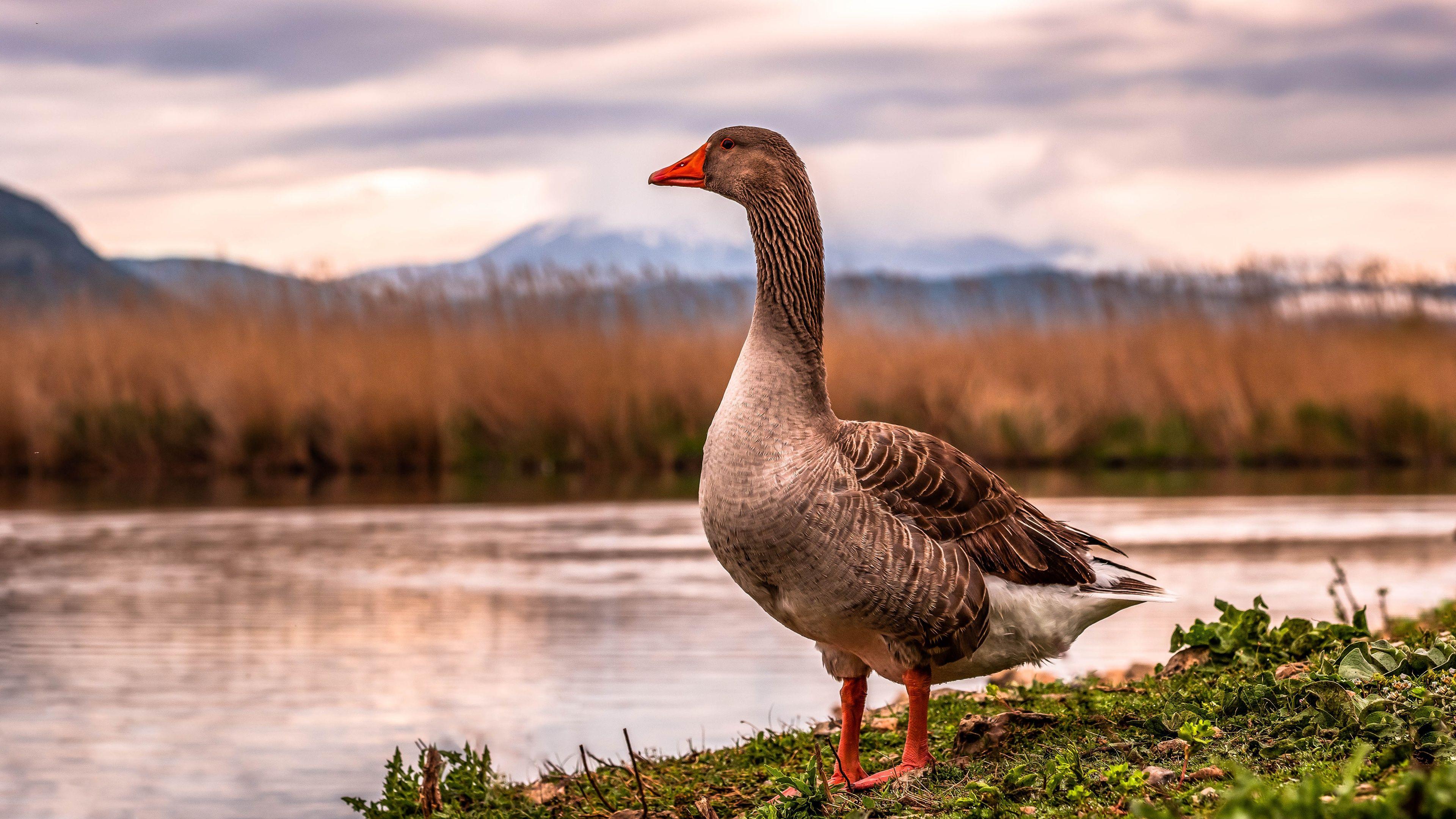 desktop goose free