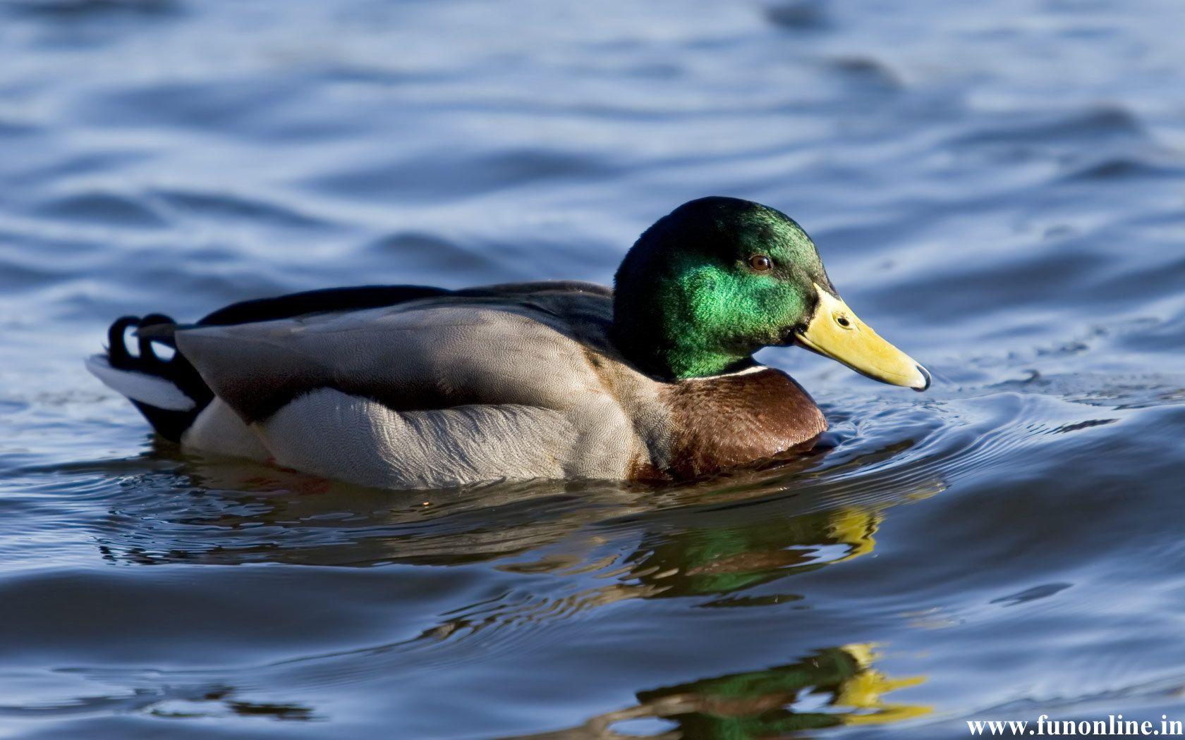 1680x1050 Mallard Duck Desktop Wallpaper THIS Wallpaper 1680x1050