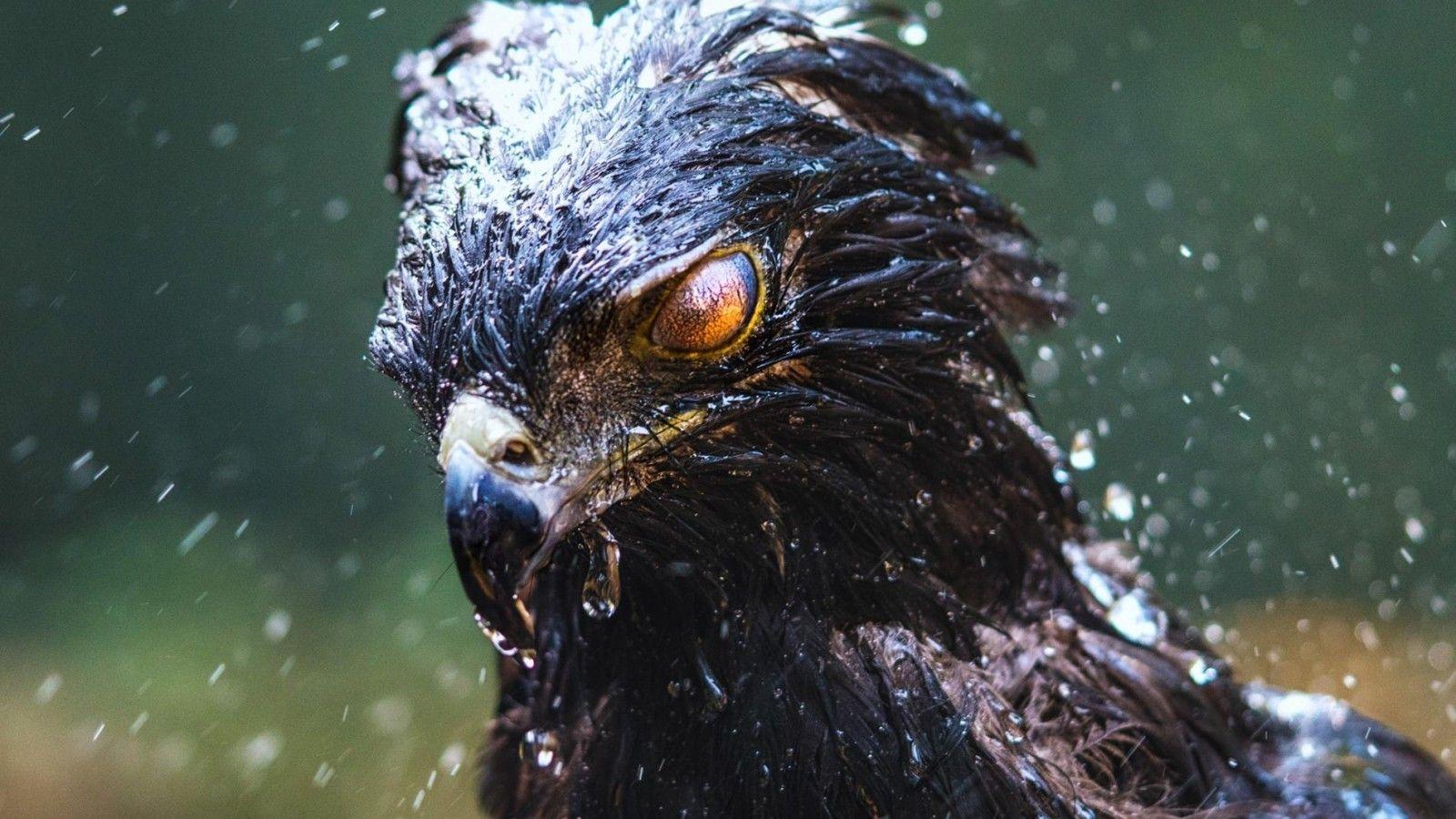 1600x900 Download 1600x900 Eagle, Wet, Predator, Birds, Black Hawk