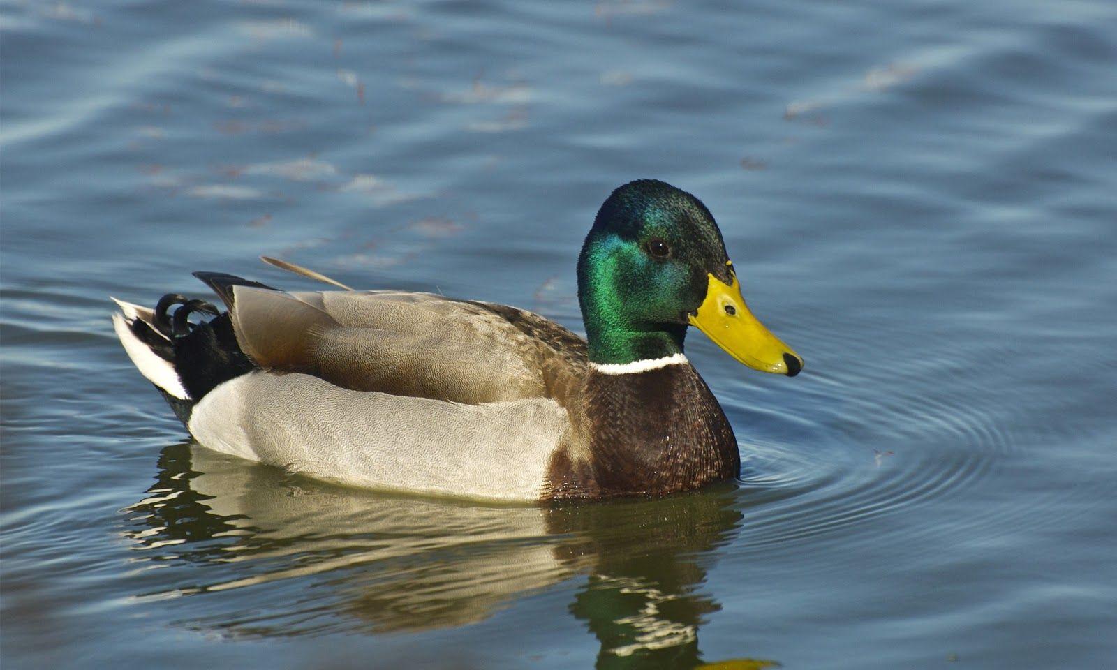 Mallard Wallpapers - Top Free Mallard Backgrounds - WallpaperAccess