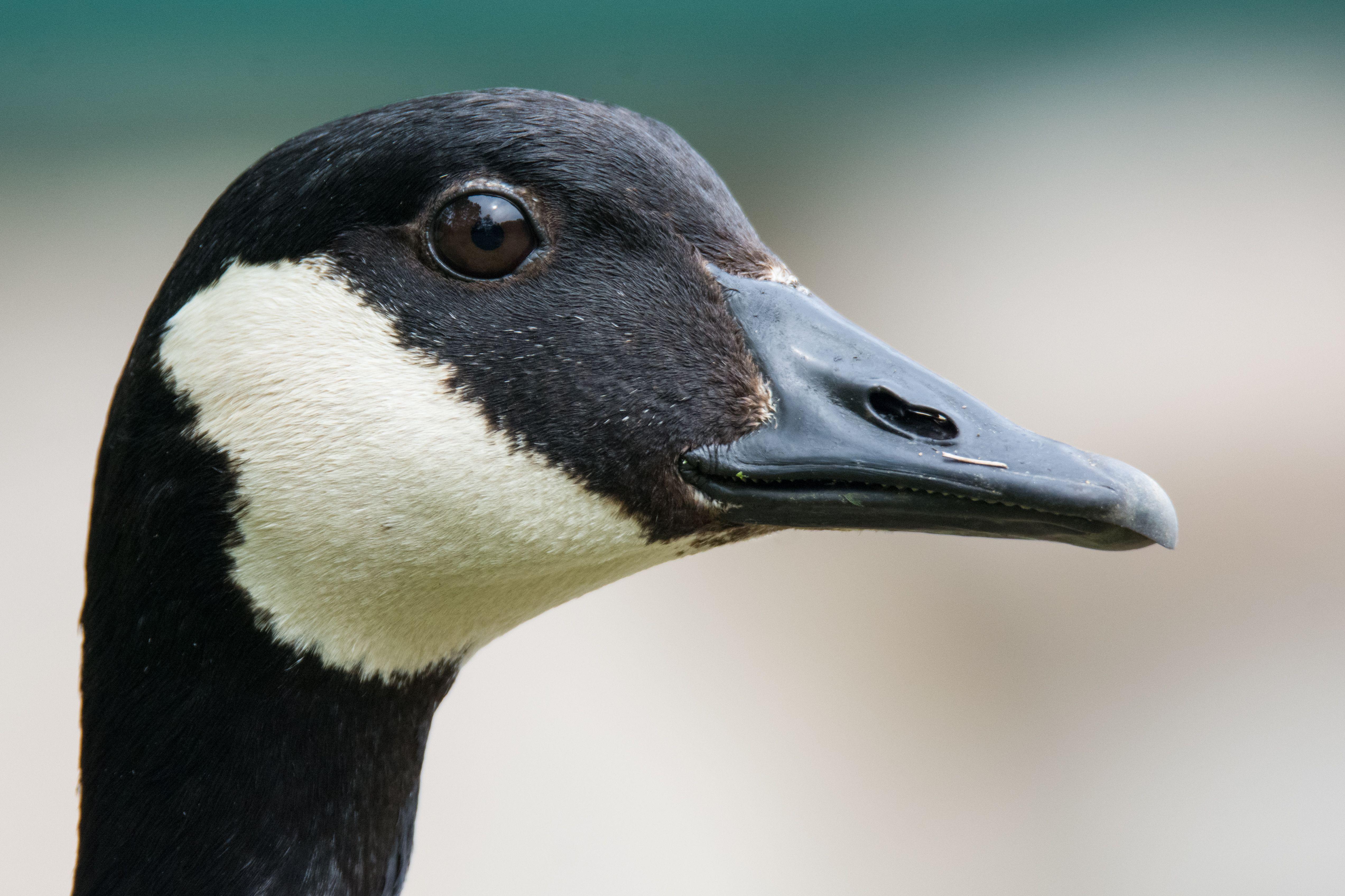Geese Wallpapers - Top Free Geese Backgrounds - WallpaperAccess
