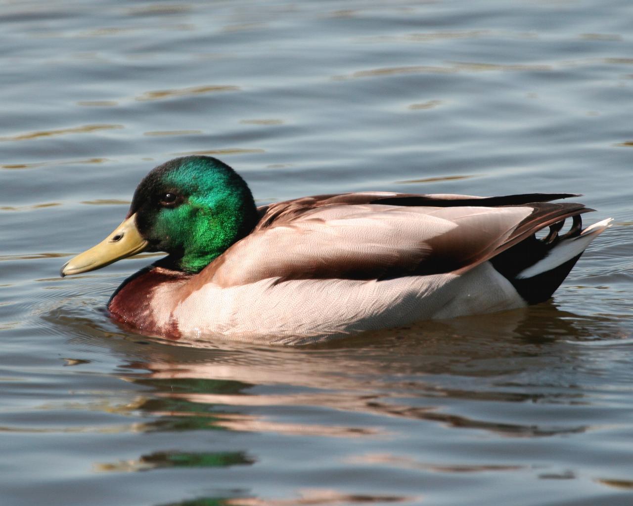 1280x1024 HD Desktop Wallpaper: mallard wallpaper