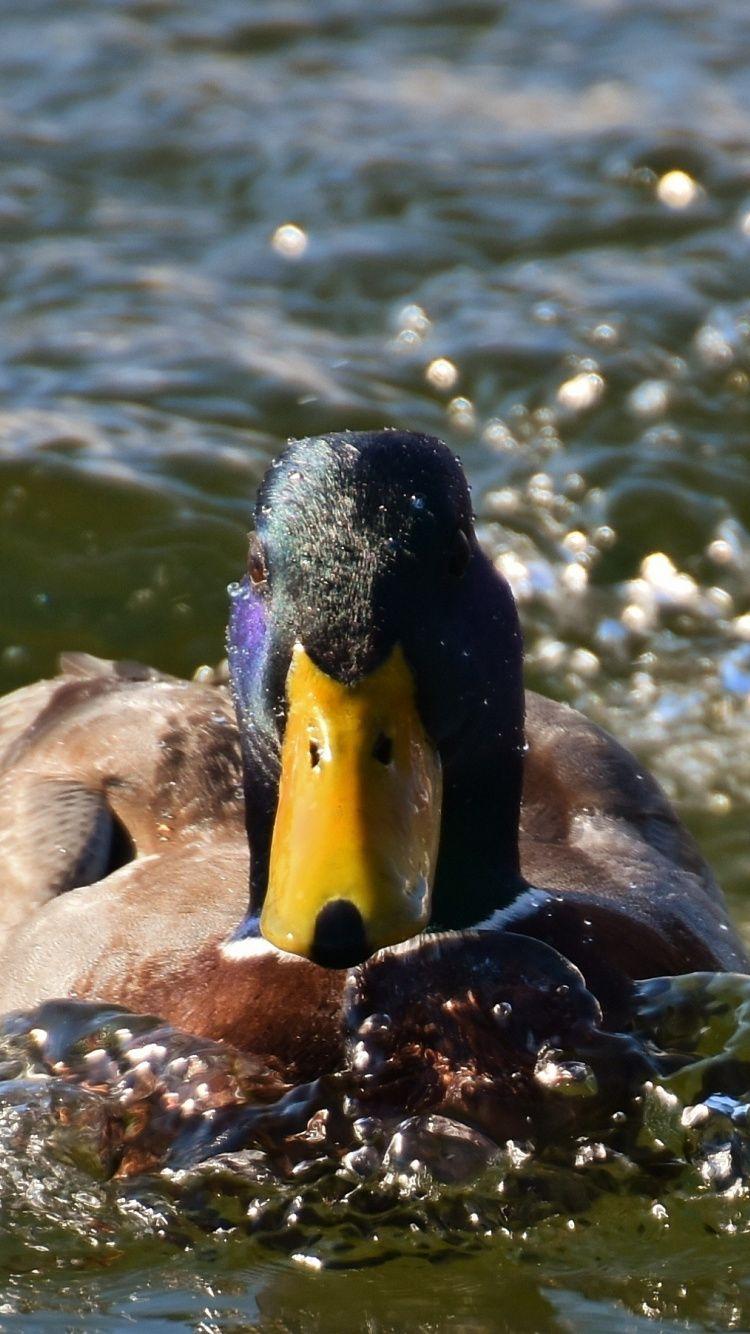 750x1334 Download 750x1334 wallpaper swim, mallard, duck bird, iphone