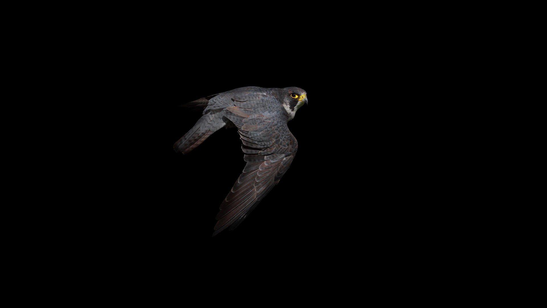 1920x1080 Hawk Bird