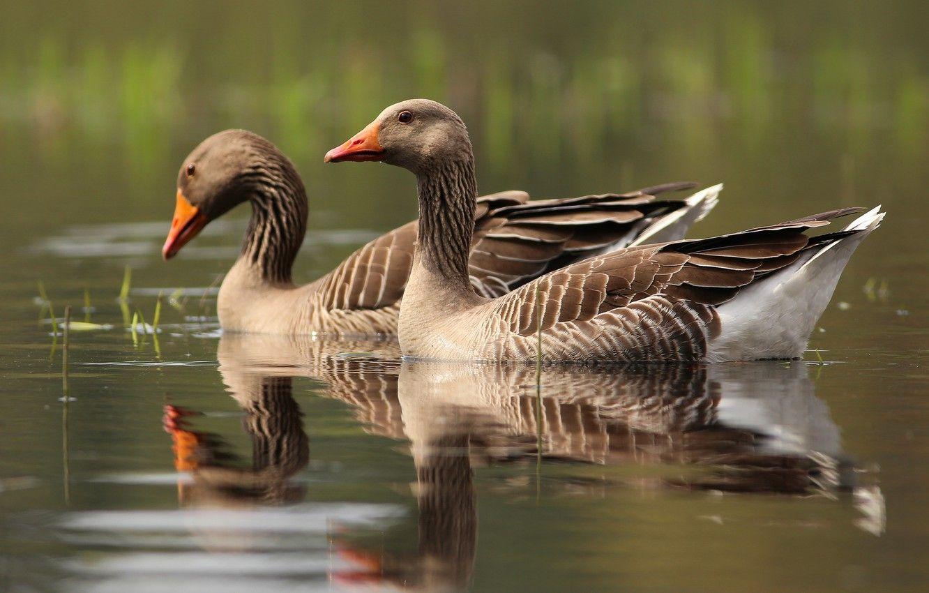 1332x850 Wallpaper water, birds, reflection, pair, grey, two, pond