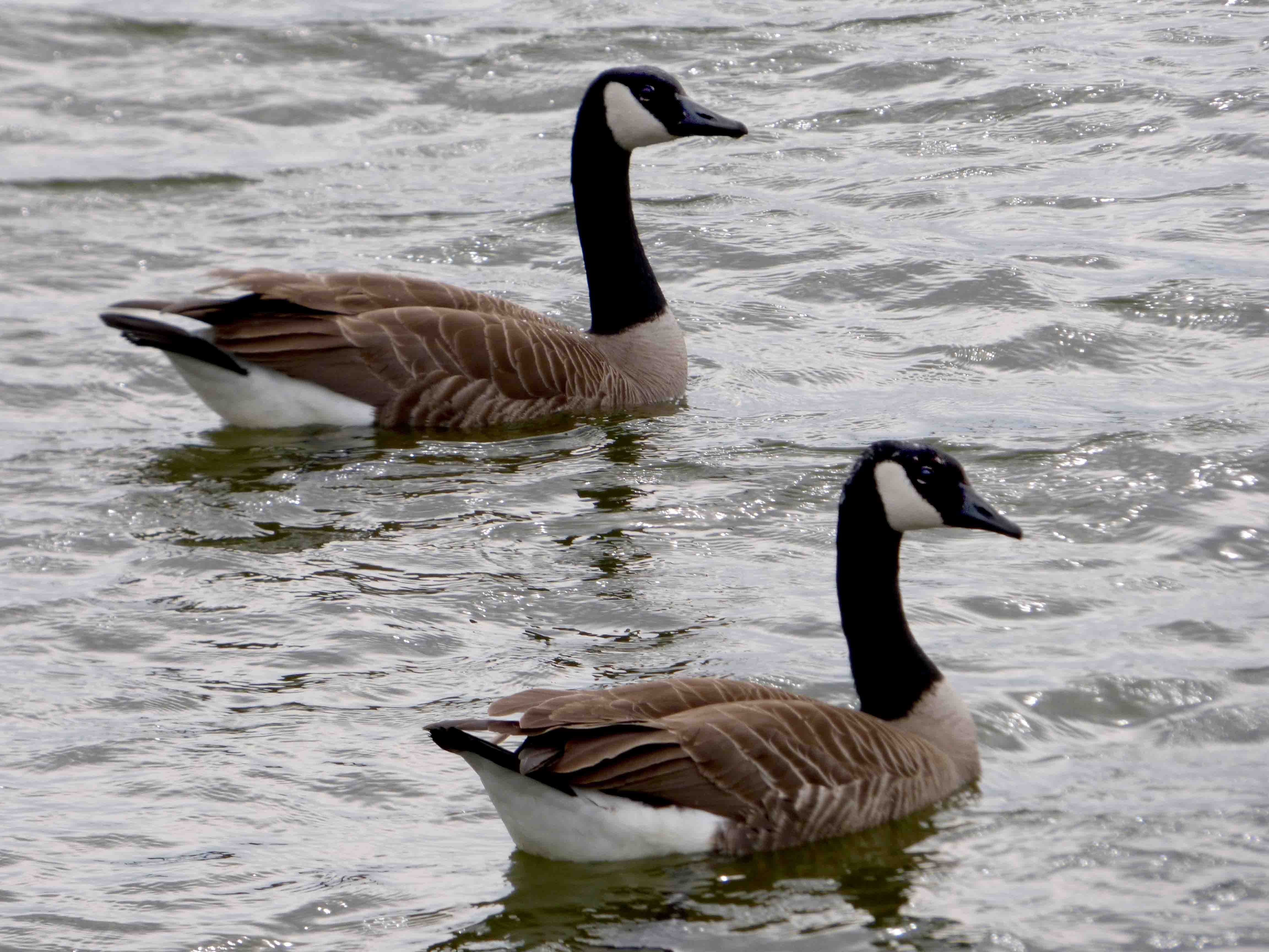 Geese Wallpapers Top Free Geese Backgrounds WallpaperAccess