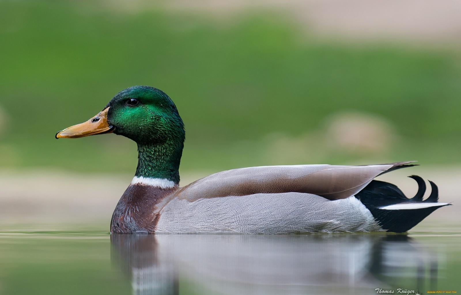 Mallard Wallpapers - Top Free Mallard Backgrounds - WallpaperAccess