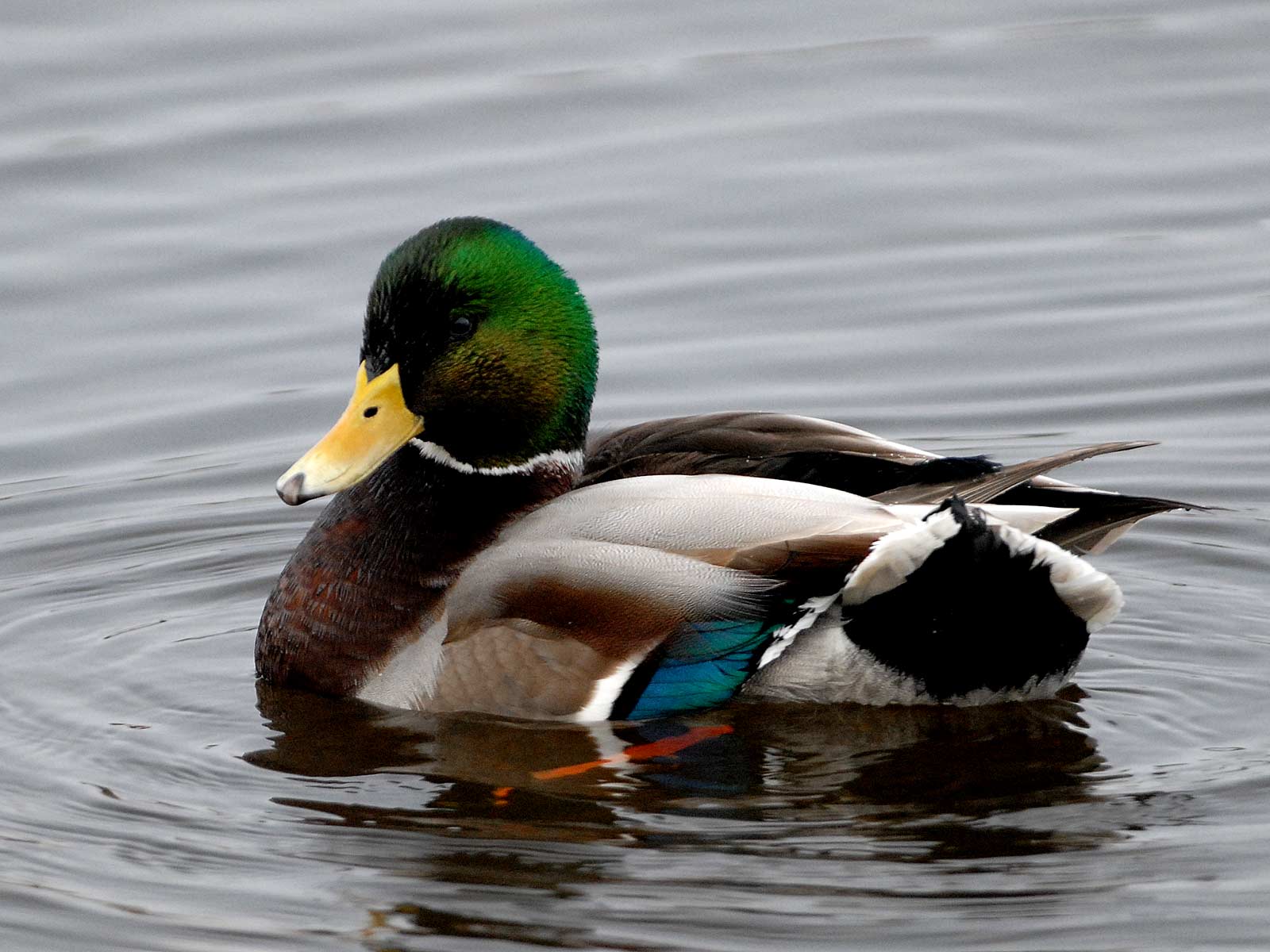 1600x1200 Mallard wallpaperx1200