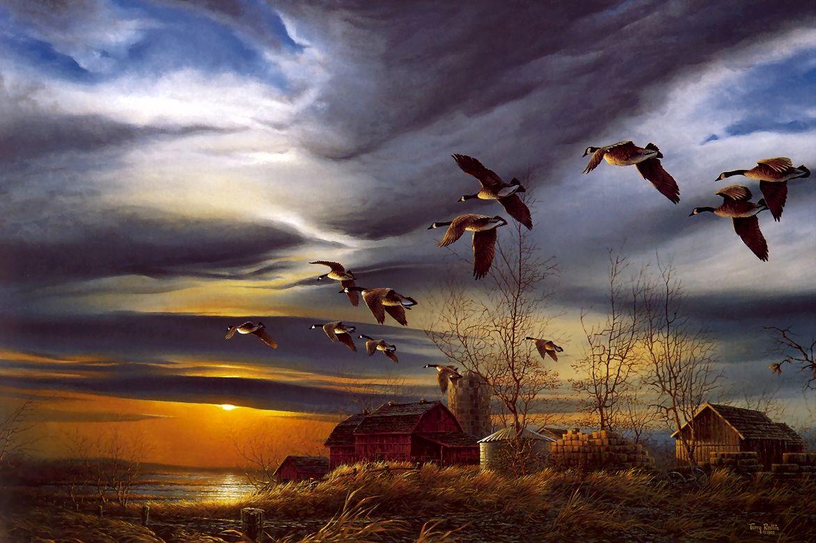 1172x780 Geese Wallpaper