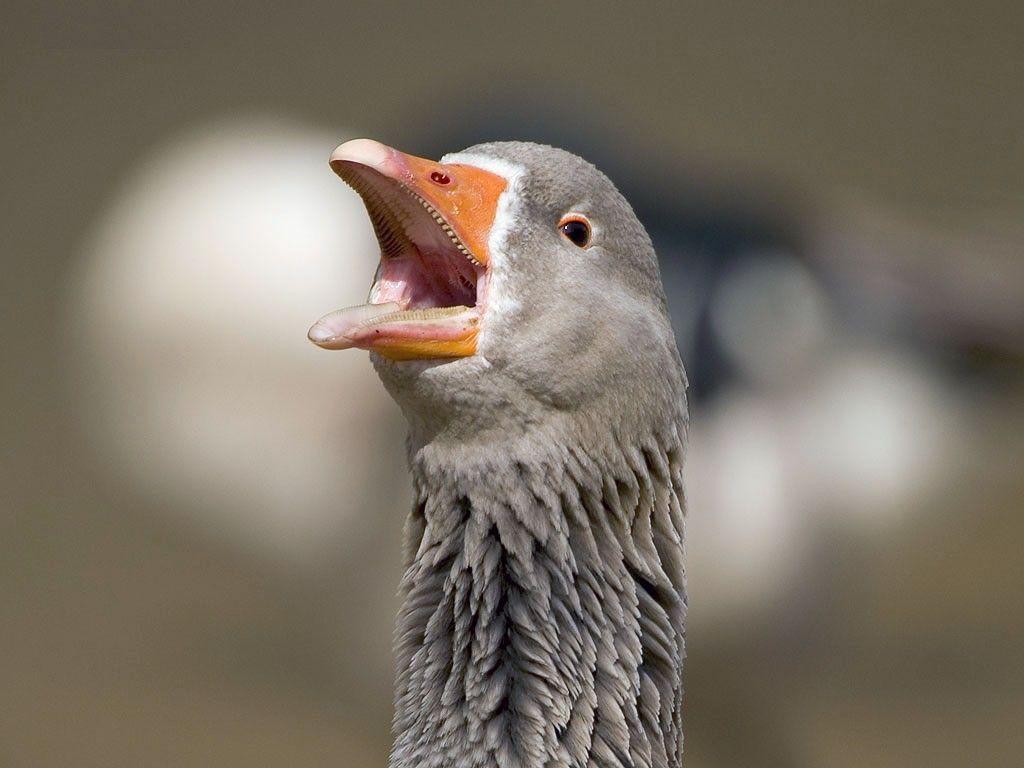 1024x768 Goose
