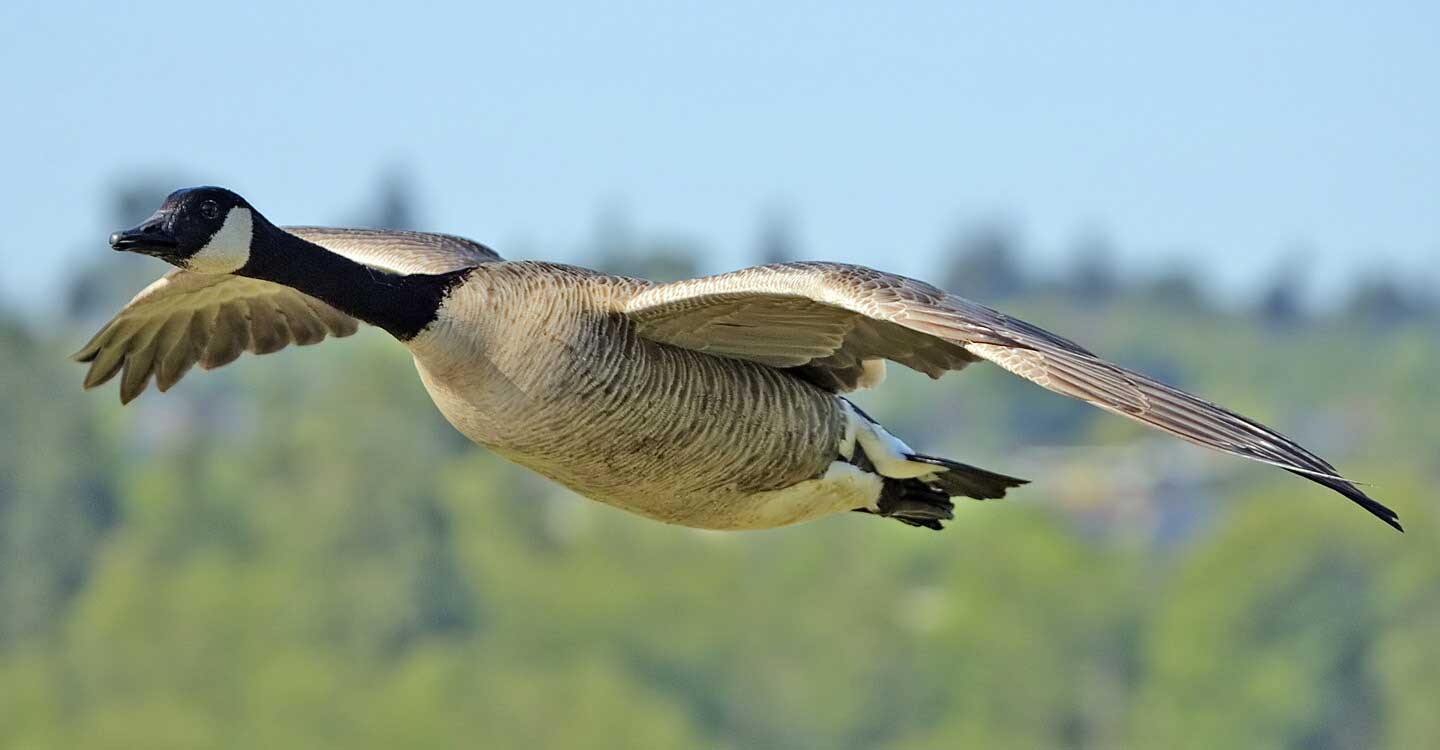 1440x750 Wild Geese Wallpaper