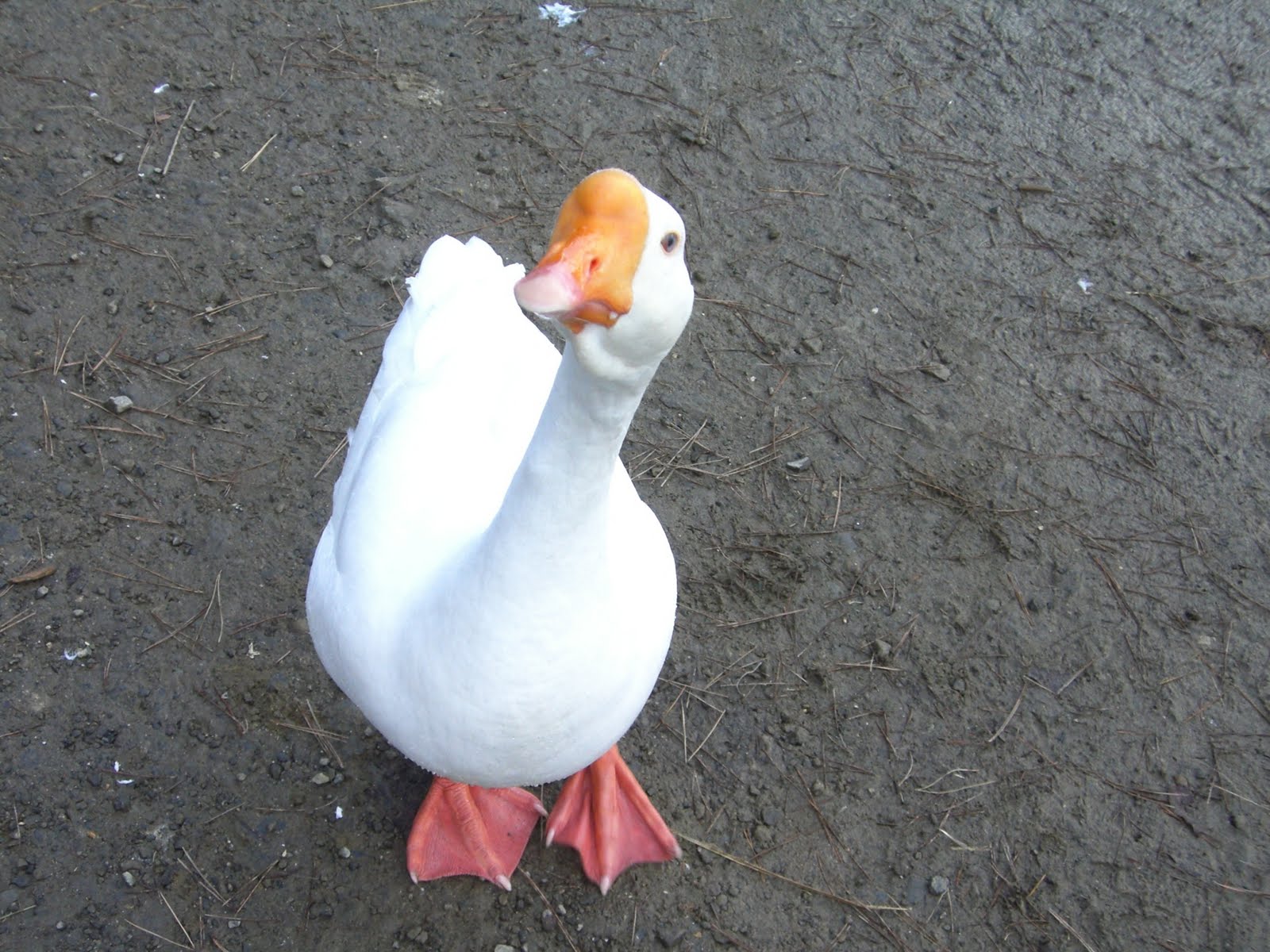 1600x1200 Goose Wallpaper