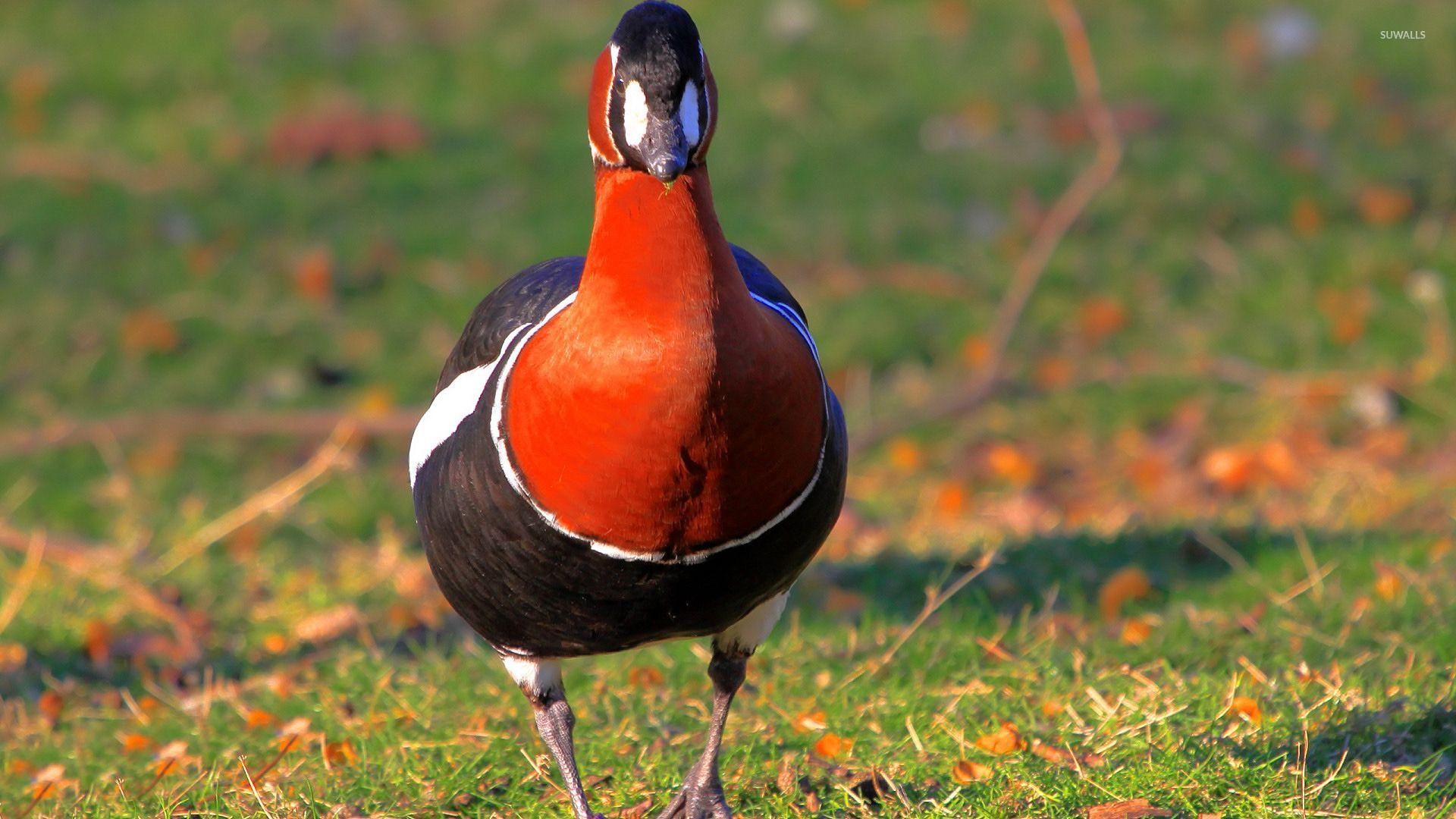 1920x1080 Red Breasted Goose Wallpaper Wallpaper