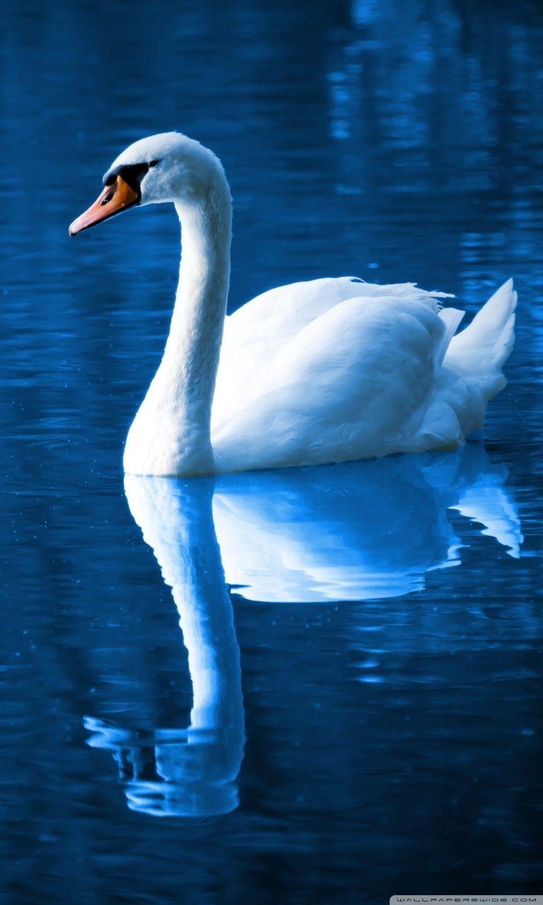 Swan Photos, Download The BEST Free Swan Stock Photos & HD Images