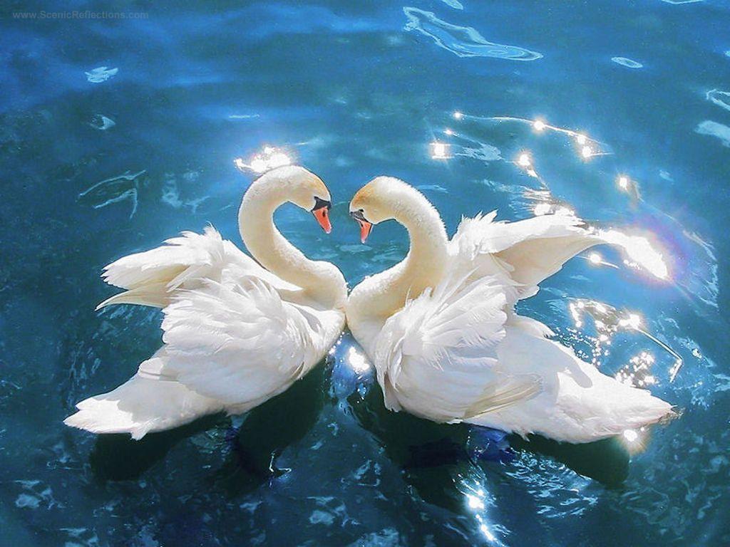 Swan Wallpapers - Top Free Swan Backgrounds - WallpaperAccess