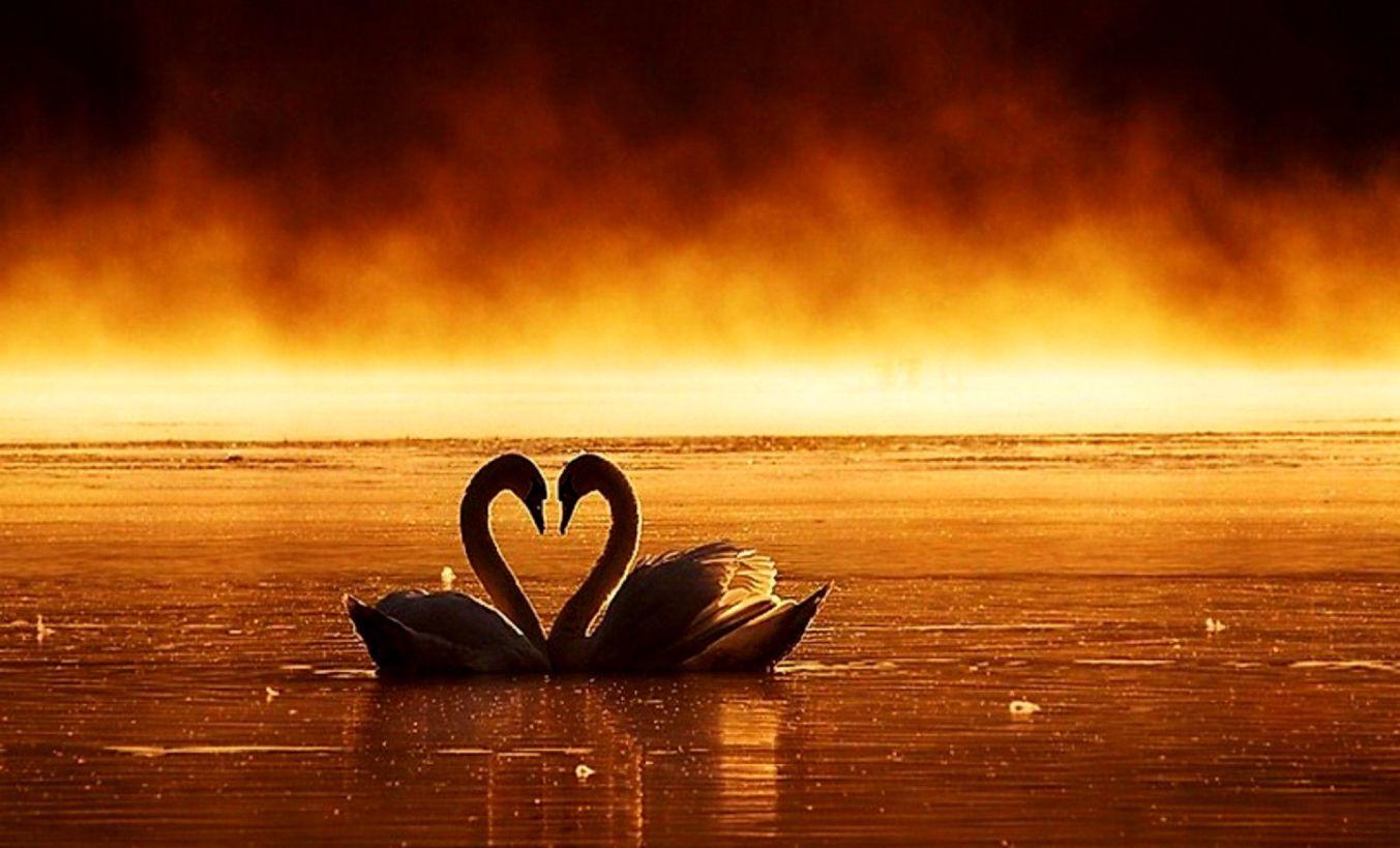 1353x819 Love Swan Couple Wallpaper HD