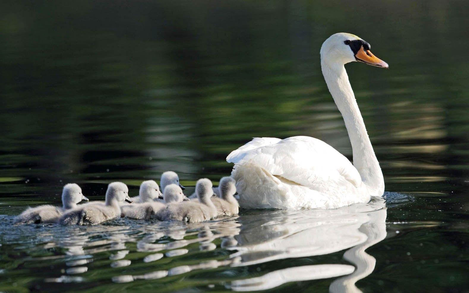 1579x987 Swan, HD Animal Wallpaper, Pet Love, Cool Animals, Desktop