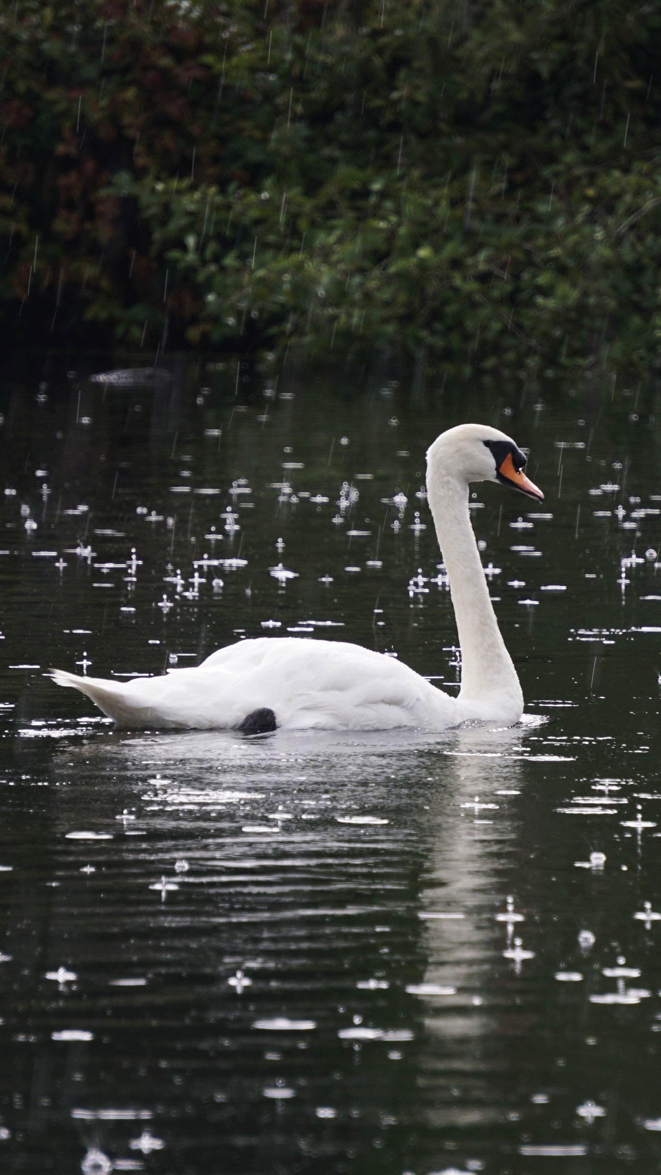 2160x3840 Swan in the rain [2160x3840] [OC]. iPhone X Wallpaper