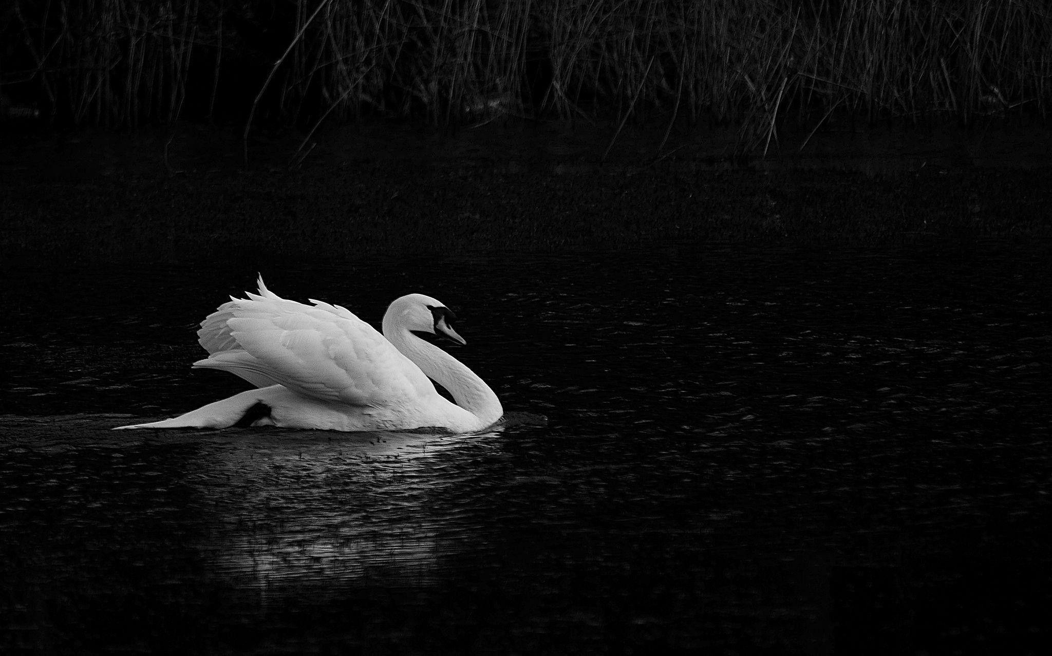 2048x1277 Swan Wallpaper for Computer