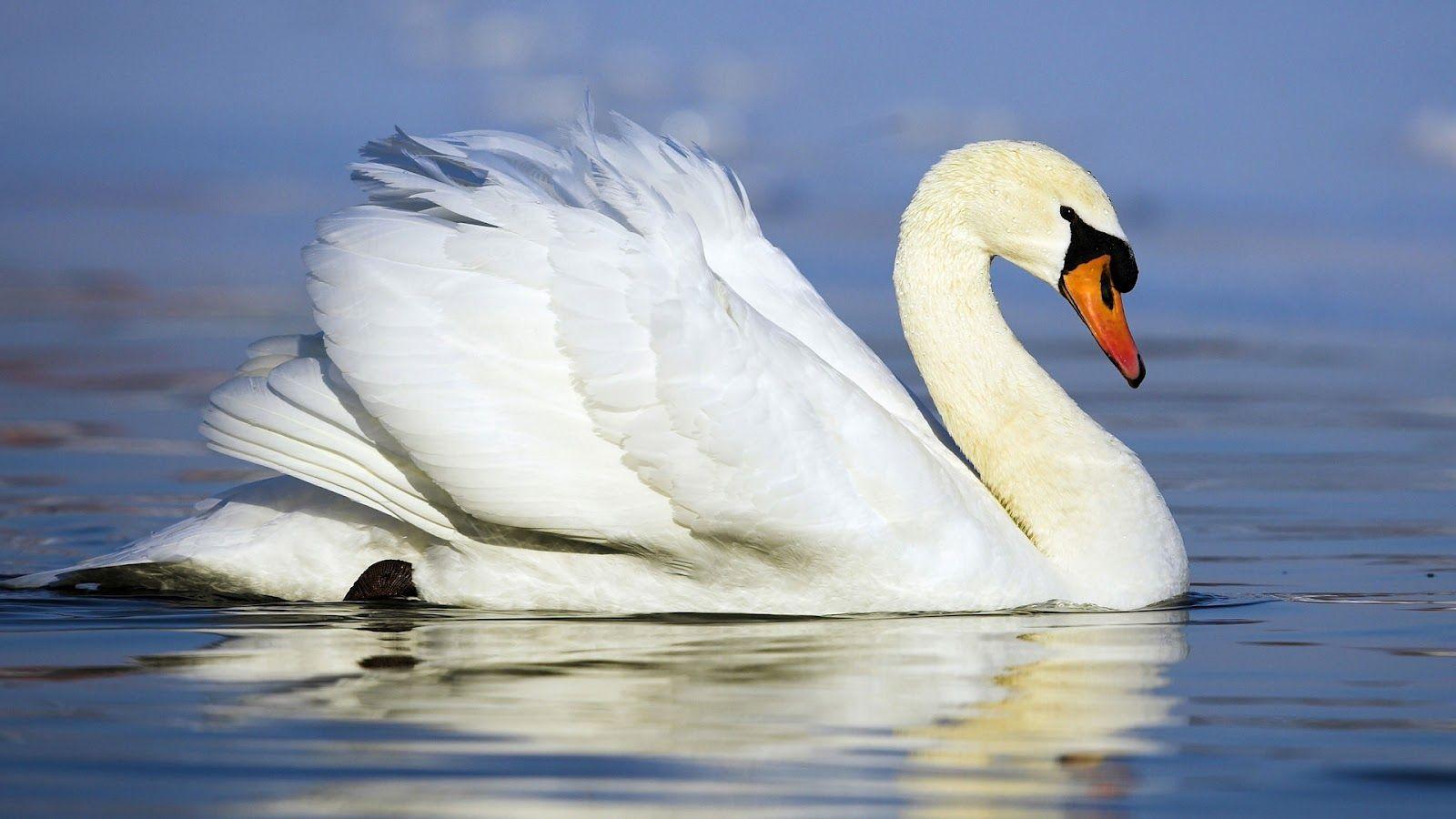 1600x900 HD Cover Swan
