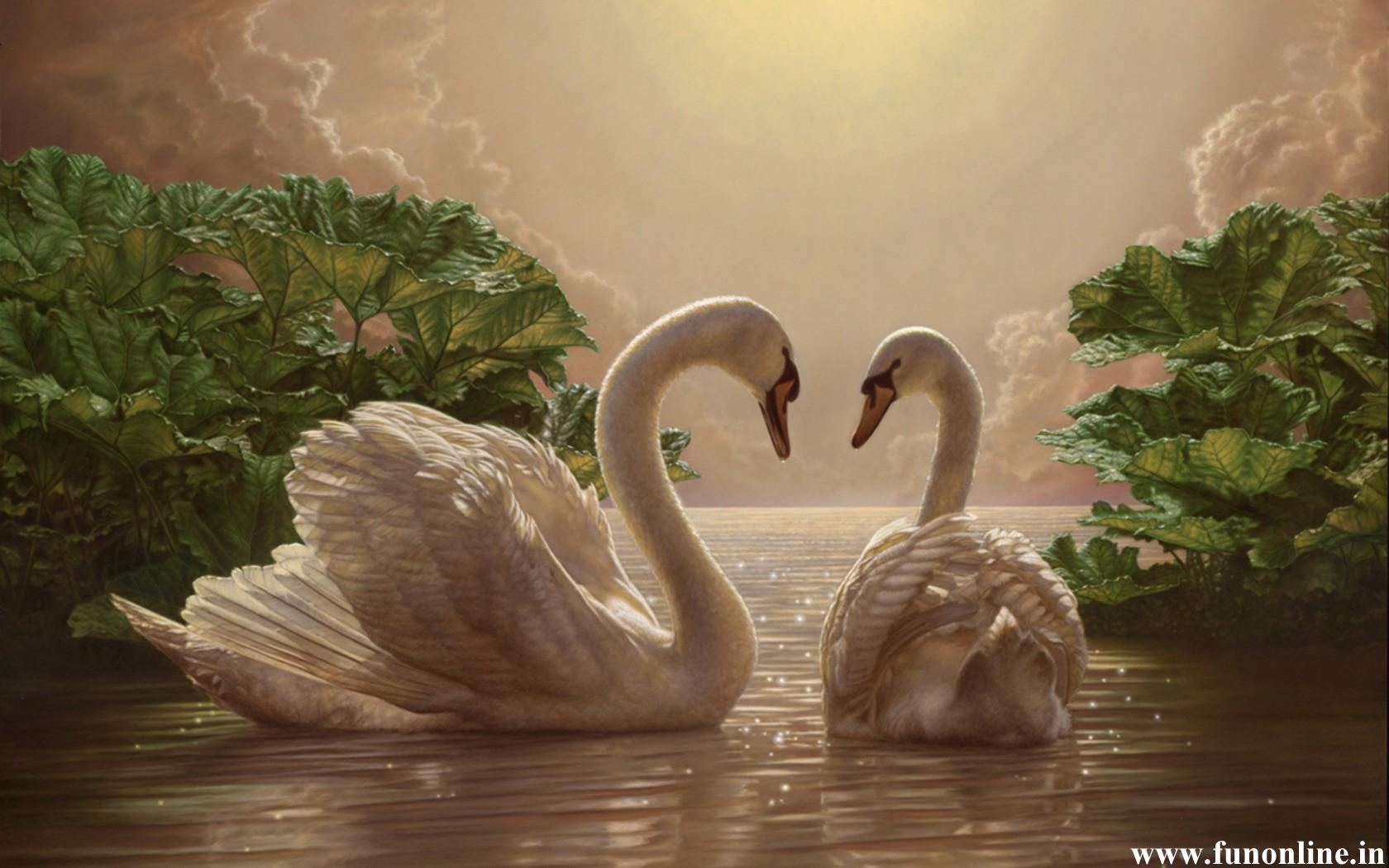 1680x1050 Swan Wallpaper