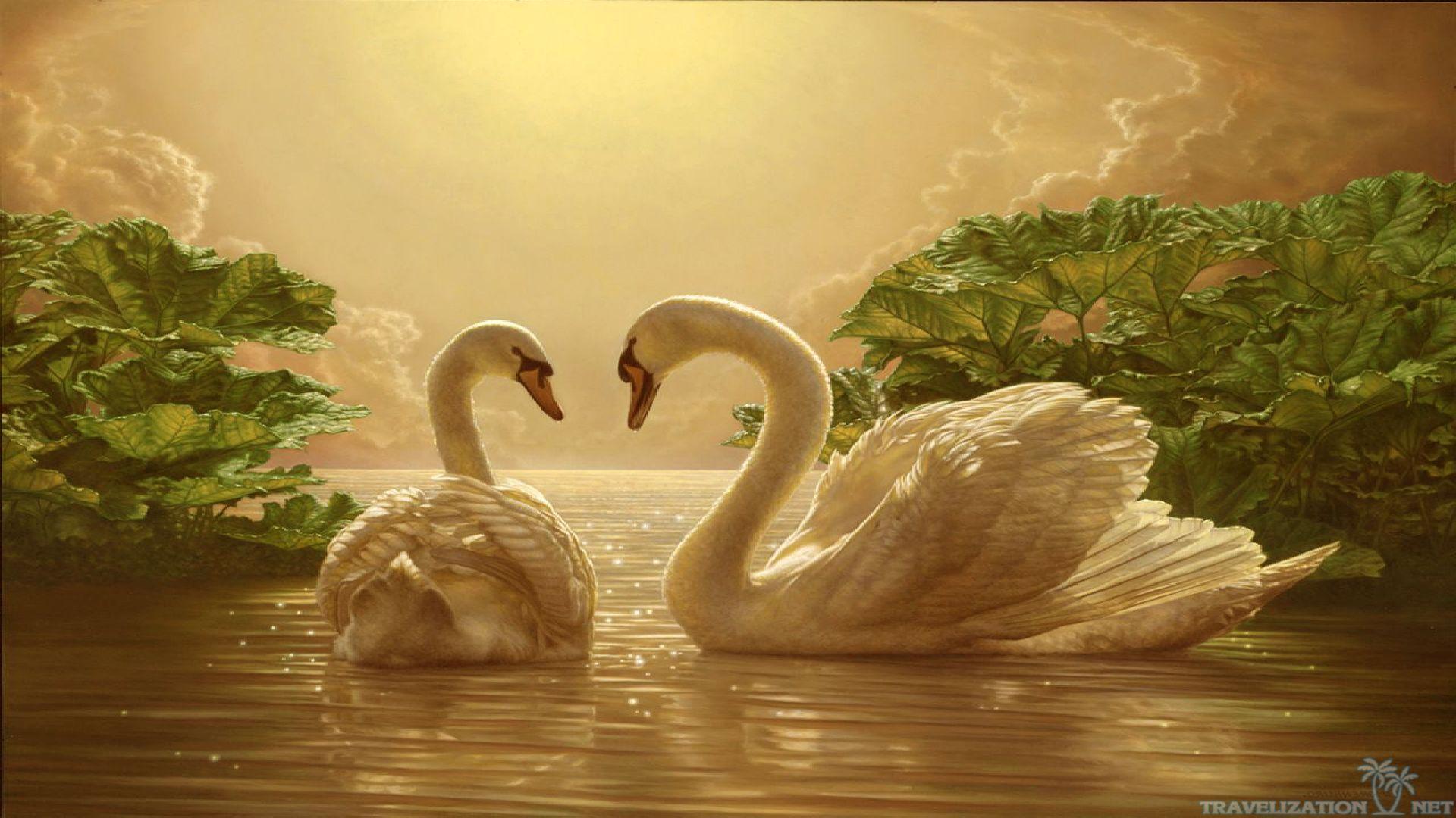 1920x1080 HD Swan 4k Photo